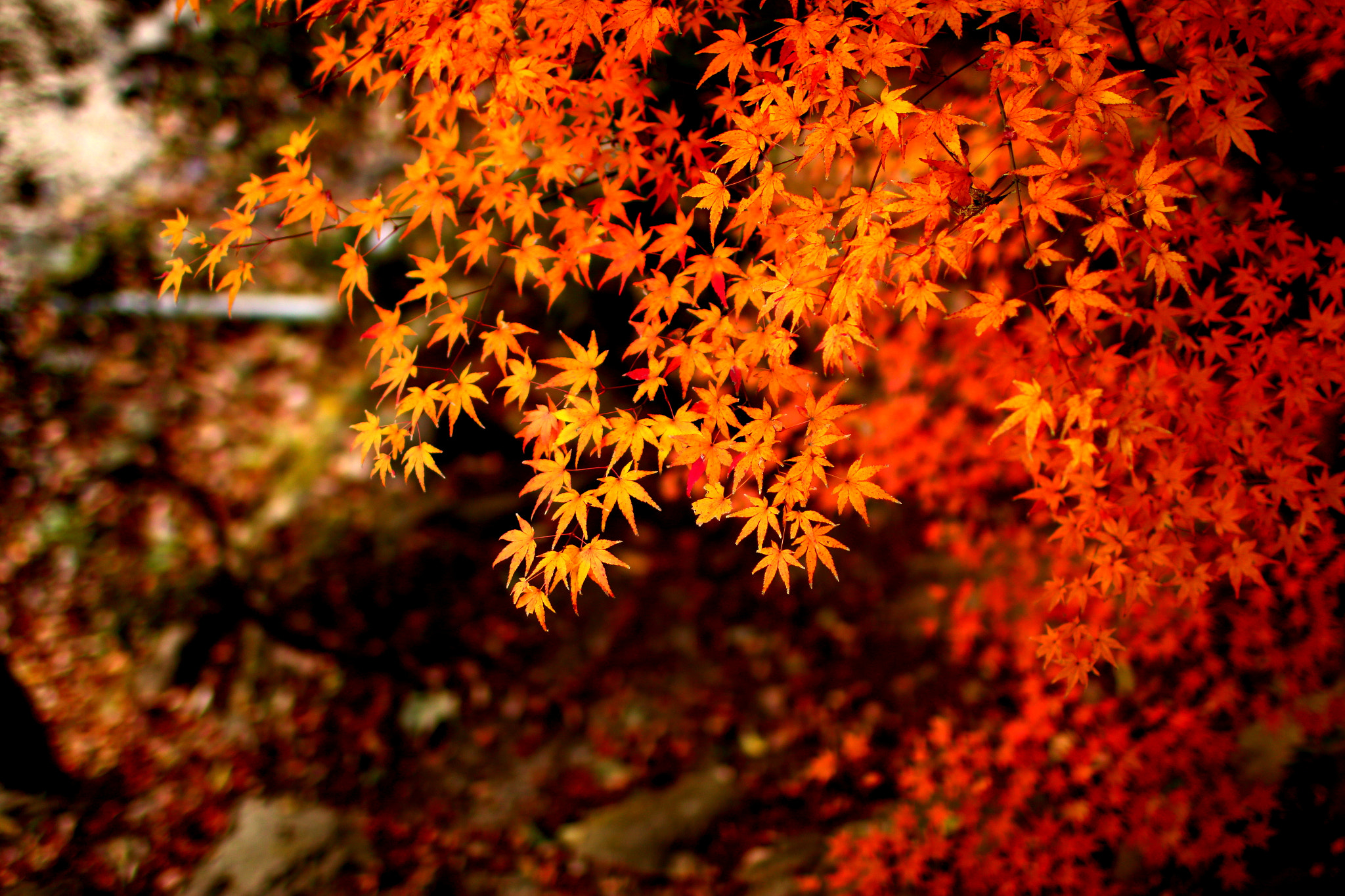 Canon EOS 70D + Canon EF 35mm F1.4L USM sample photo. Red leaf photography