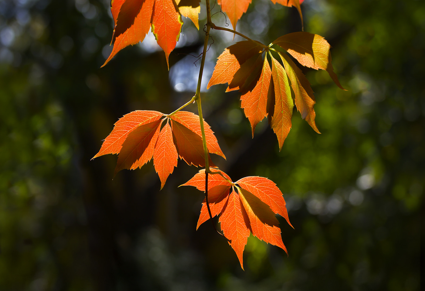 Canon EF-S 60mm F2.8 Macro USM sample photo. Сolors of autumn photography