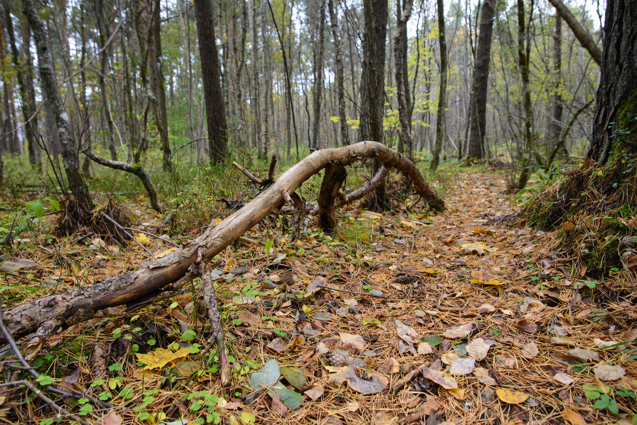 Nikon D600 + Nikon AF-S Nikkor 20mm F1.8G ED sample photo. Branch on forest path photography