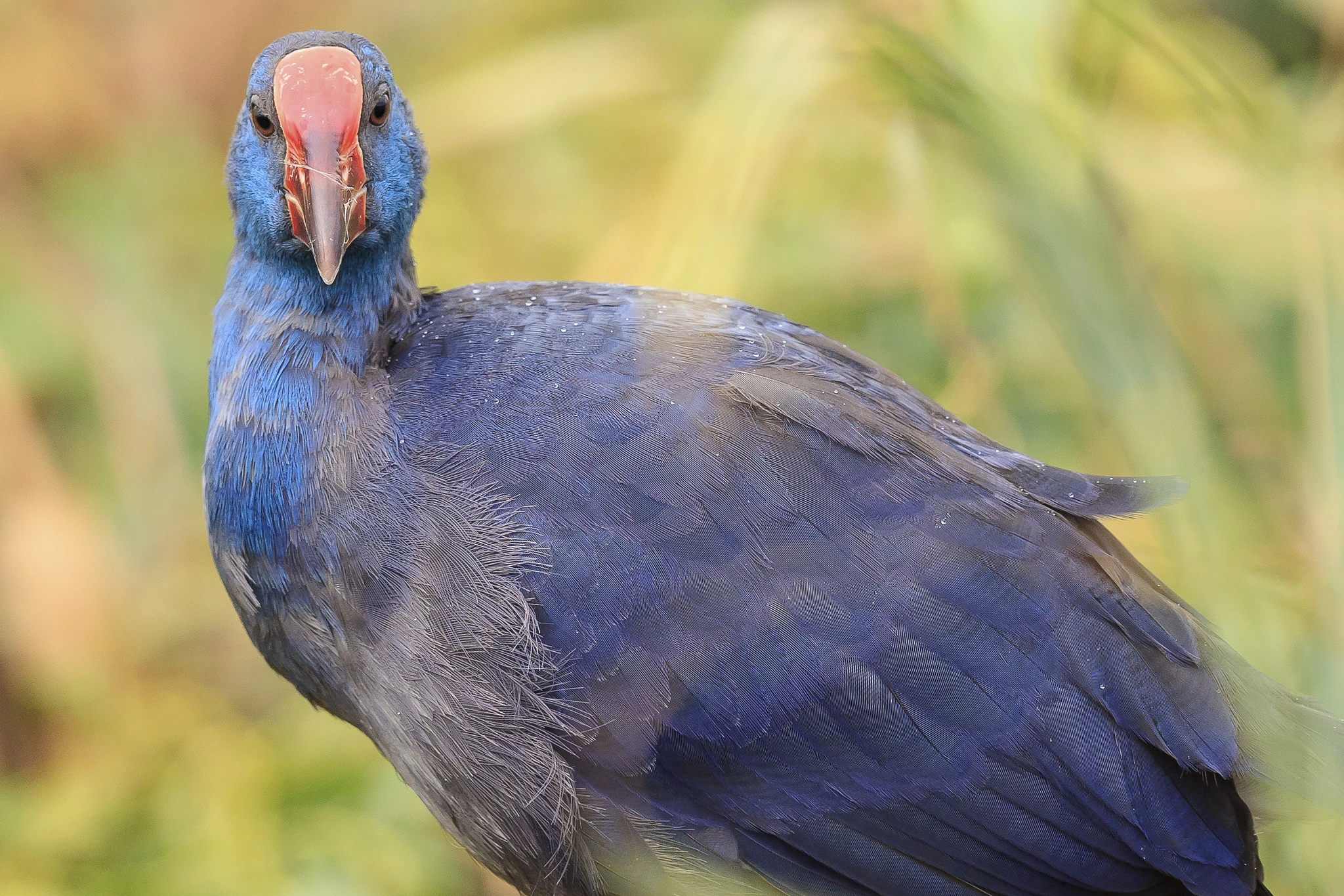 Canon EF 500mm F4L IS II USM sample photo. Purple gallinule photography