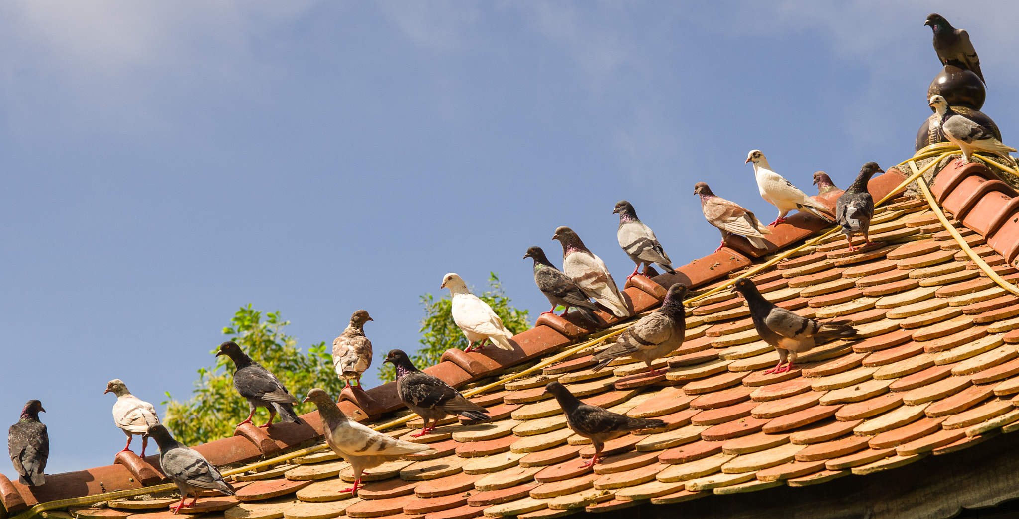 Summicron-M 1:2/50 sample photo. Pigeons photography
