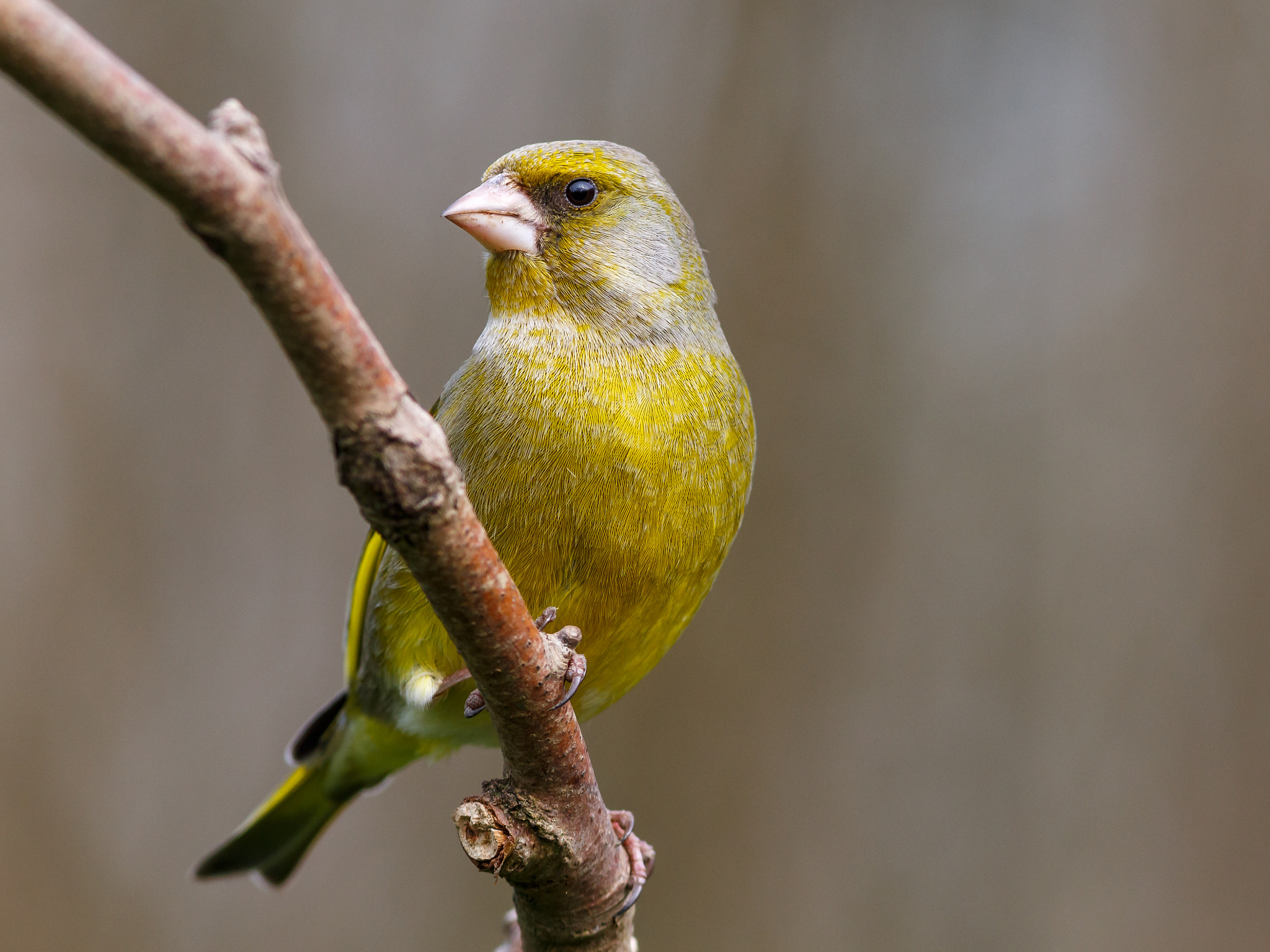 Canon EF 300mm F4L IS USM sample photo. European greenfinch photography