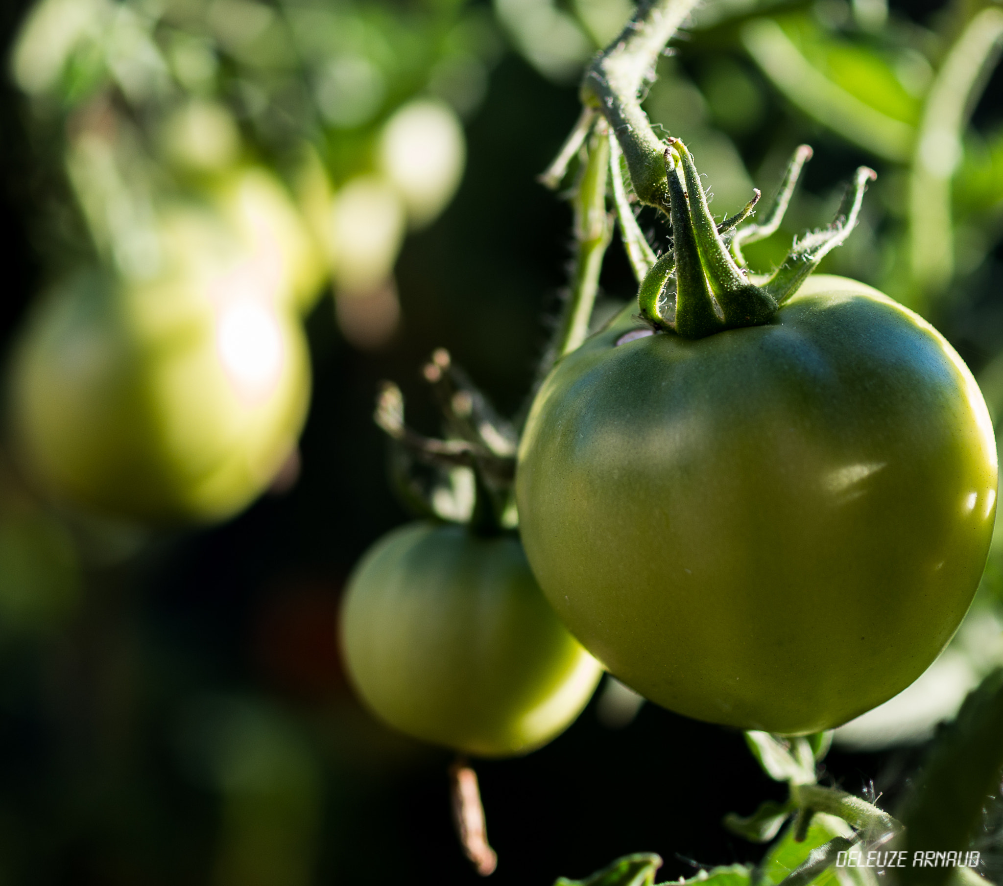 Pentax K-30 + HD Pentax DA 35mm F2.8 Macro Limited sample photo. Tomatoes photography