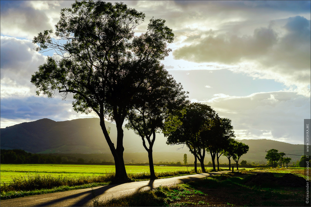 Sony a99 II sample photo. Beautiful sunset through the trees, empty way in the fields of a photography