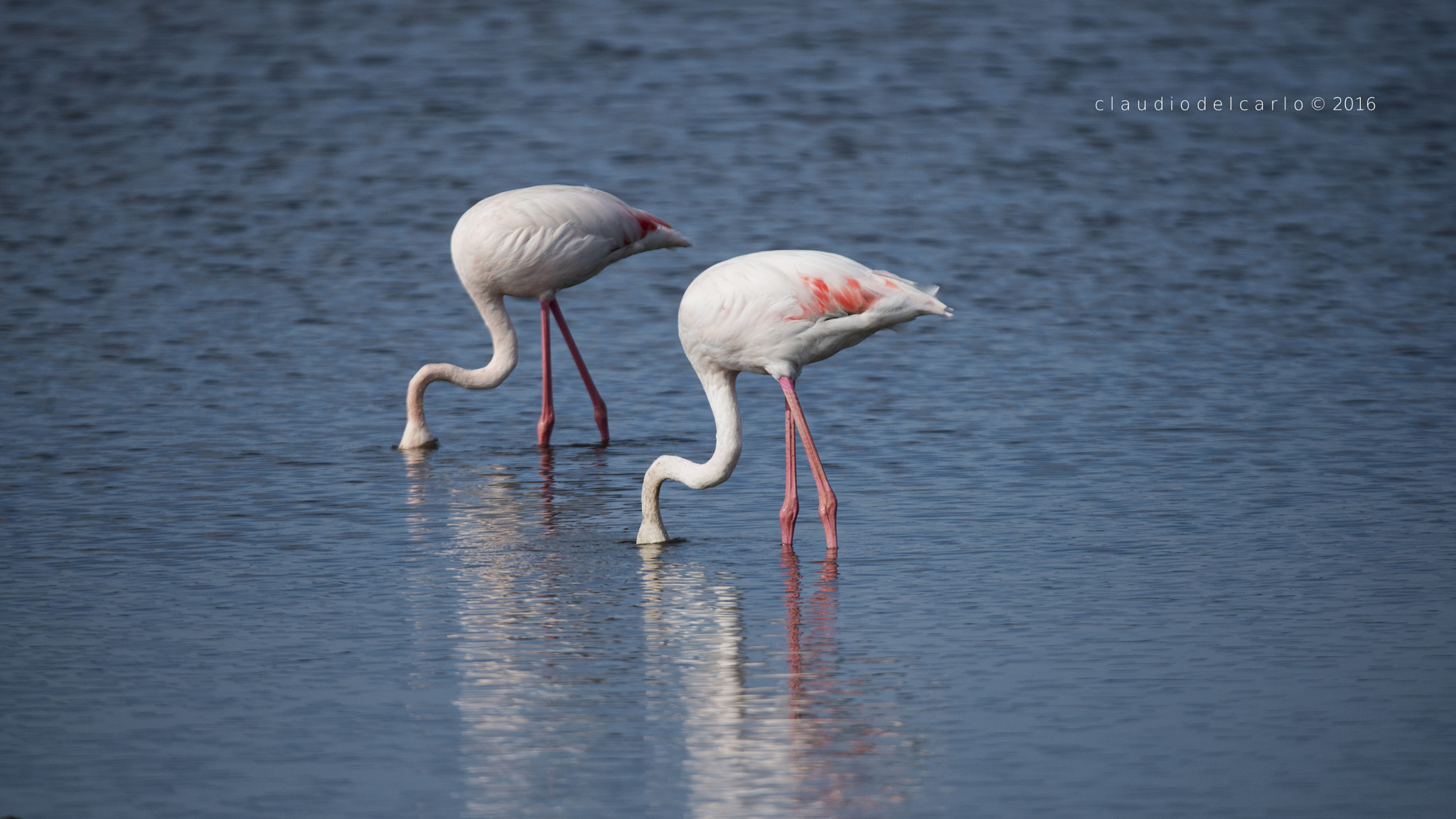 Sigma 150-600mm F5-6.3 DG OS HSM | S sample photo. Dsc photography