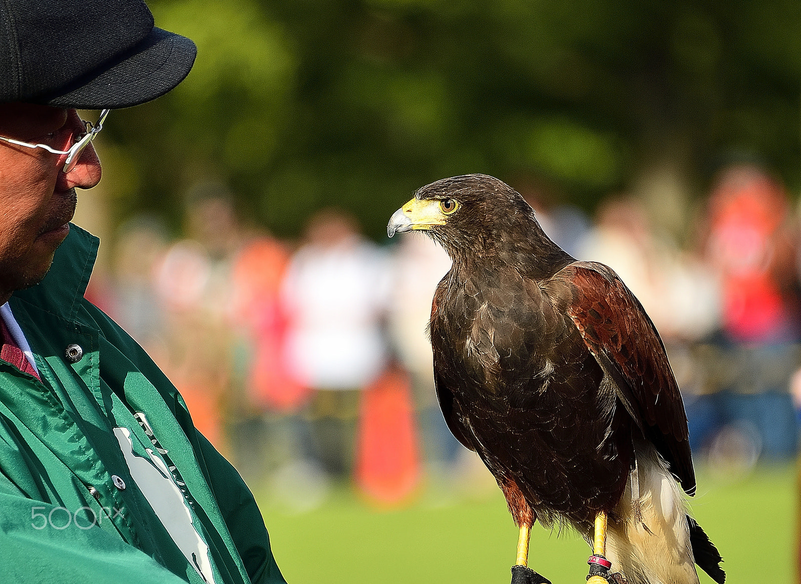 Nikon D200 sample photo. Astringer and hawk photography