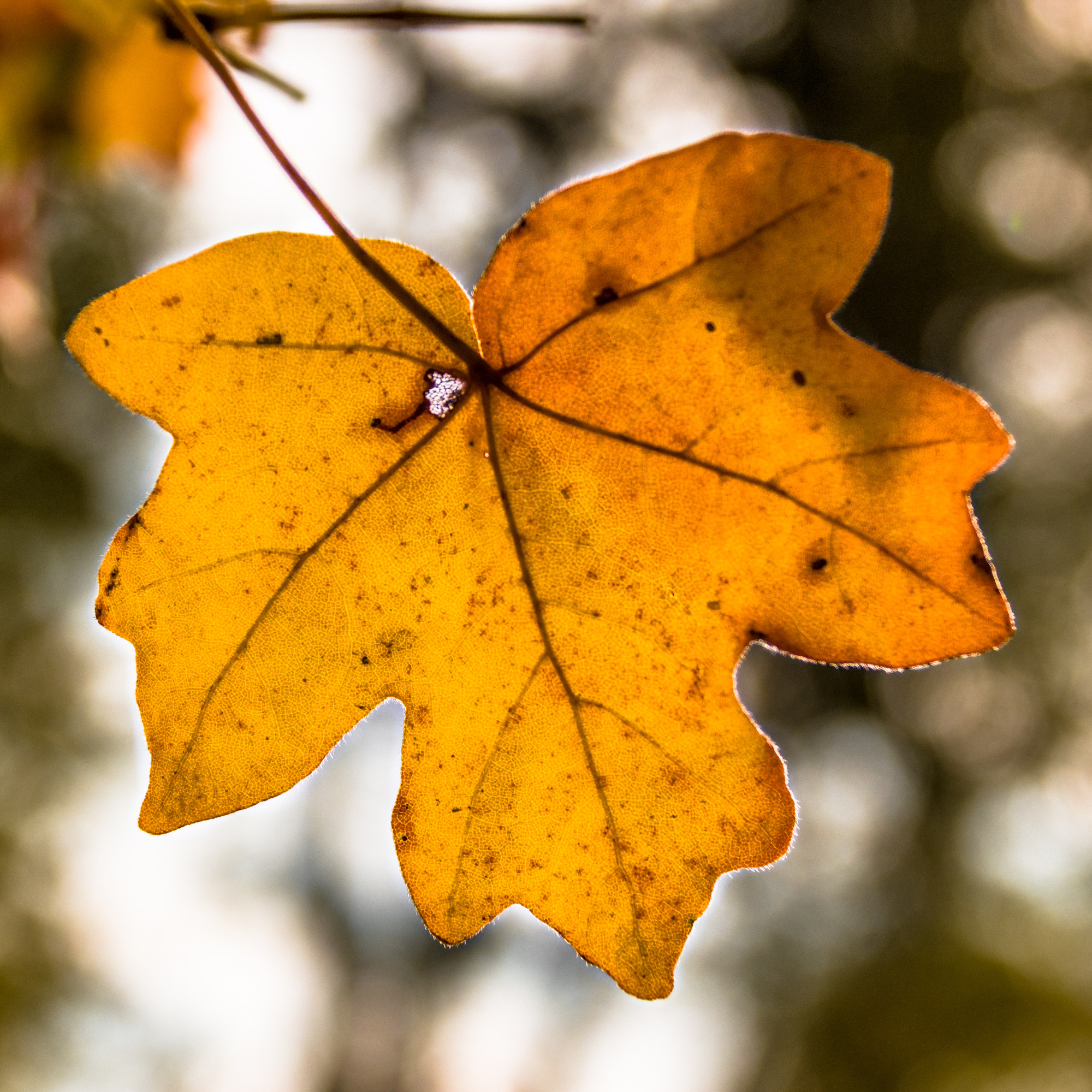 Sigma 18-300mm F3.5-6.3 DC Macro HSM sample photo. Herbst photography