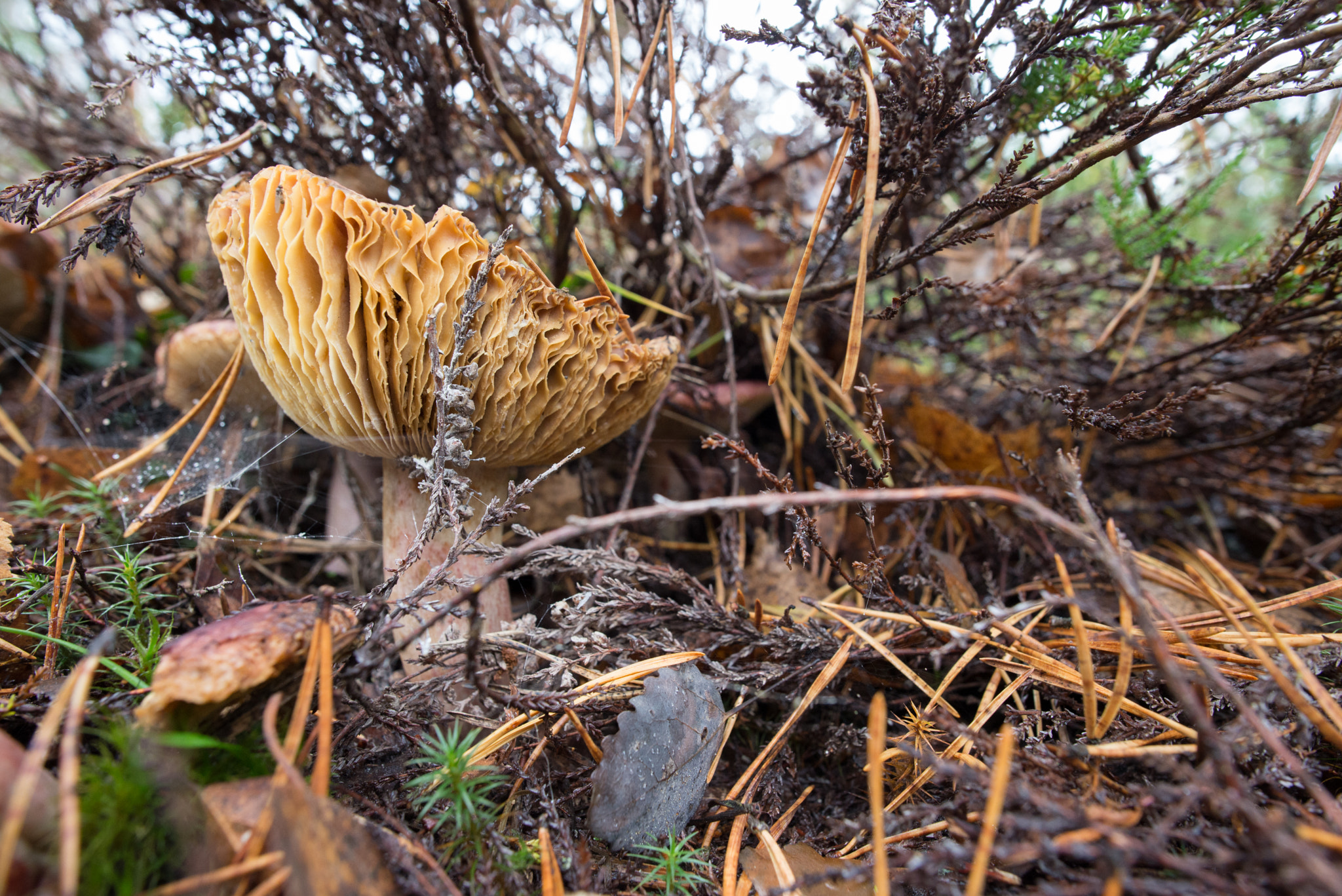 Nikon D600 sample photo. October mushroom photography