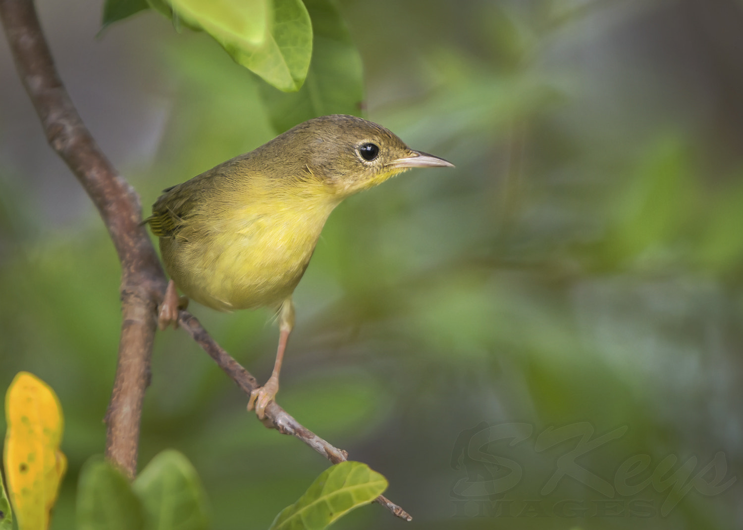 Sigma 500mm F4.5 EX DG HSM sample photo. Yellow and green (common yellowthroat) photography