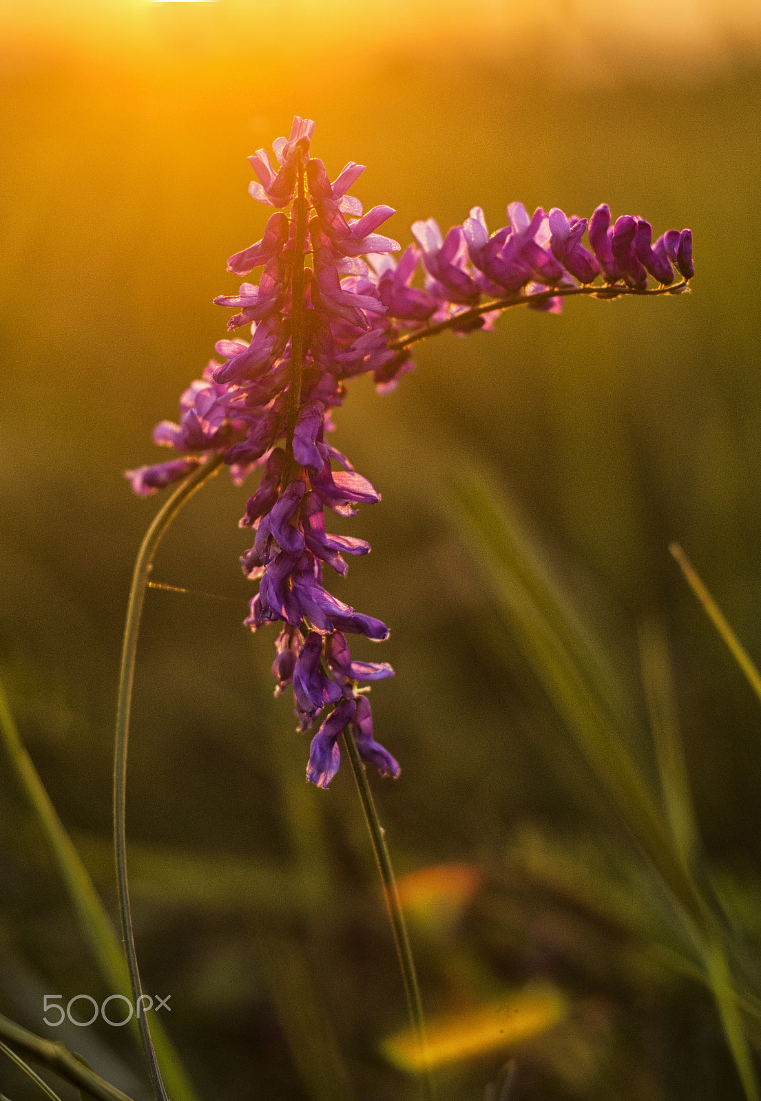 Nikon D5100 + AF Nikkor 50mm f/1.8 sample photo. Autumn sunset photography