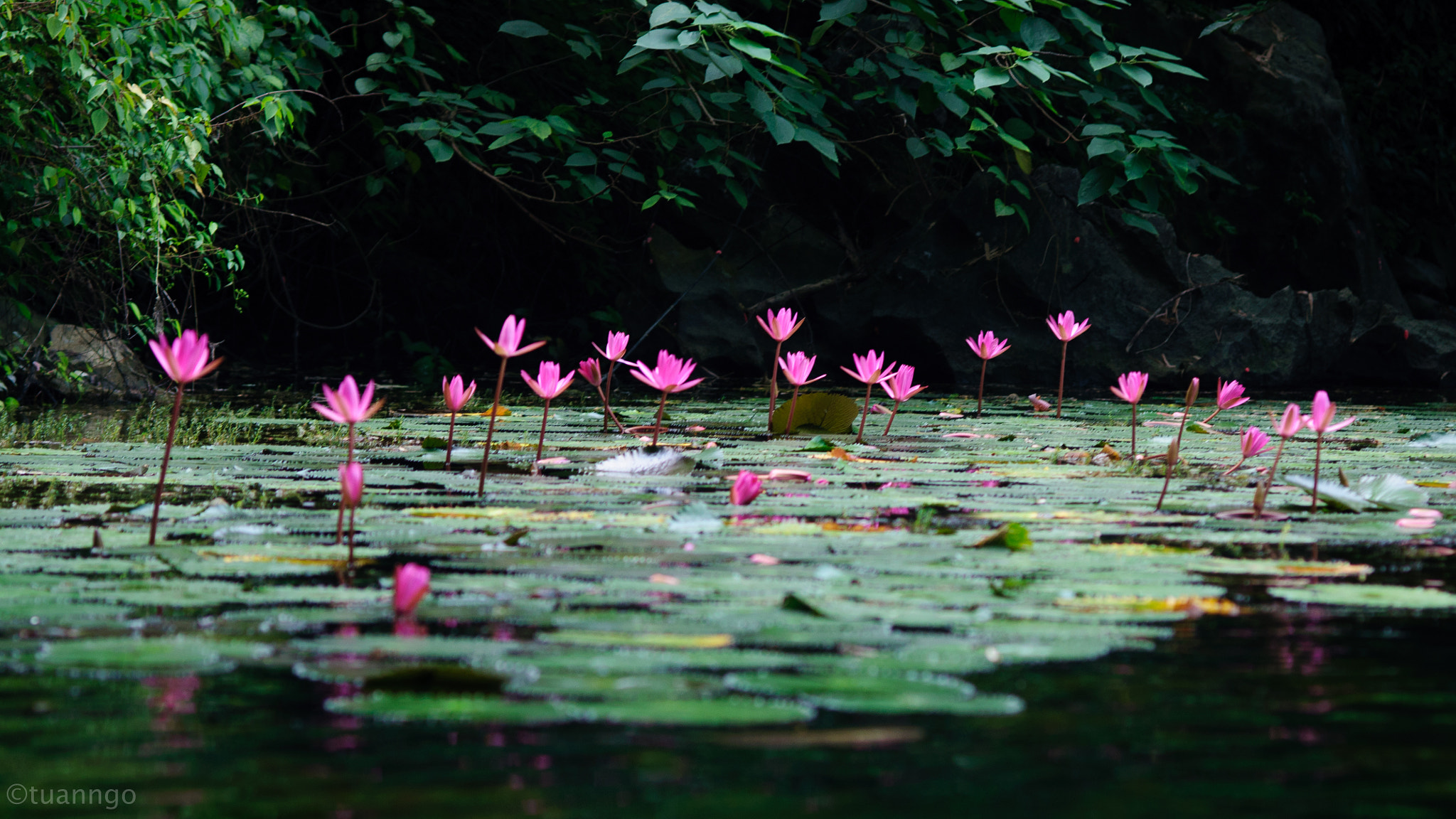 Nikon D90 + AF Nikkor 85mm f/1.8 sample photo. Nenuphar garden photography