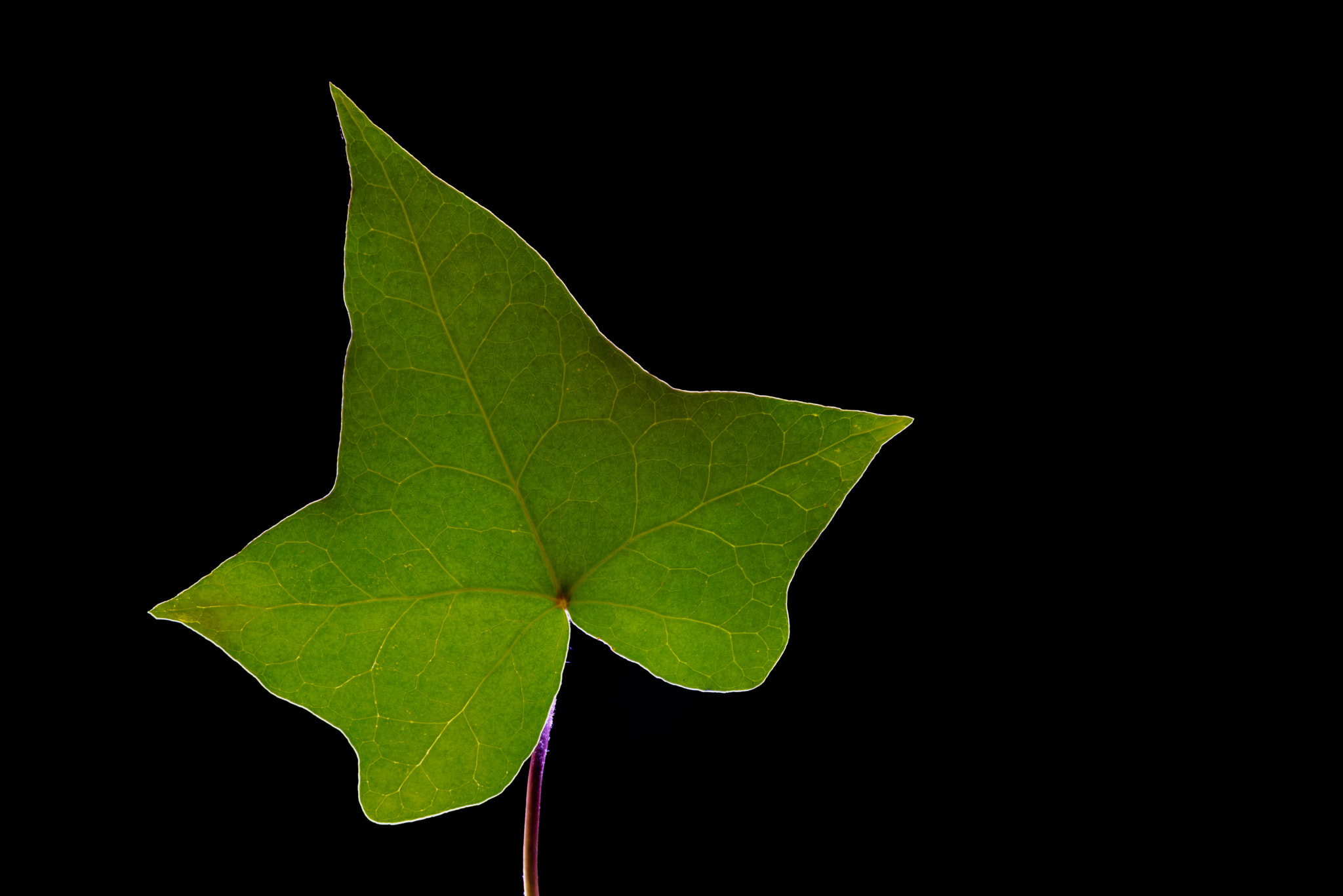 Tokina AT-X Pro 100mm F2.8 Macro sample photo. To be leaf again photography
