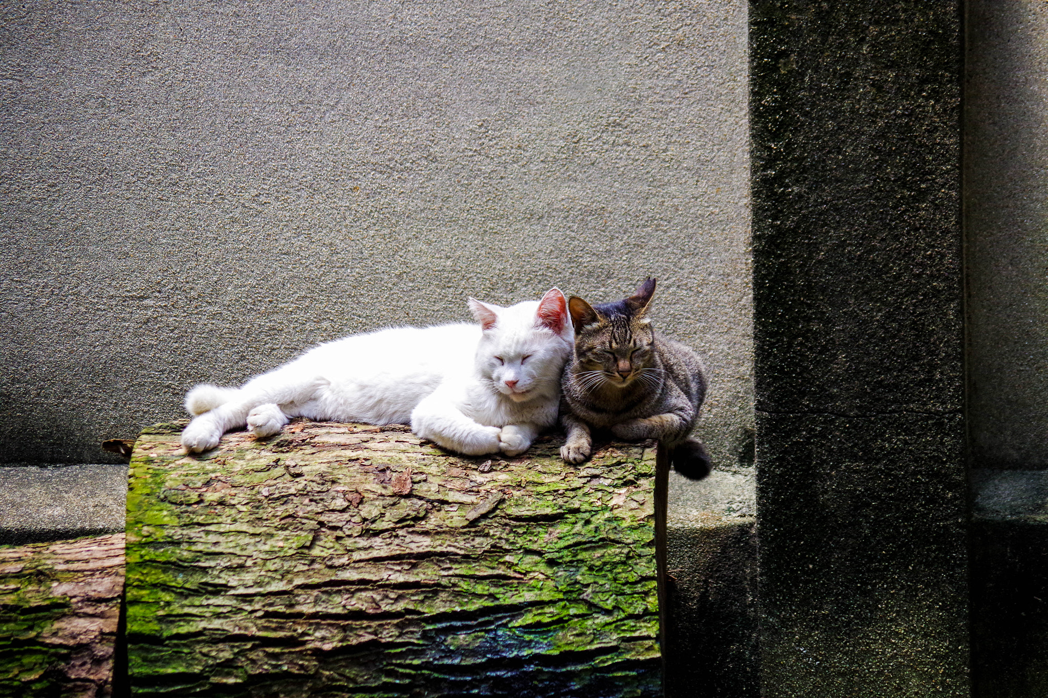 smc Pentax-DA L 50-200mm F4-5.6 ED WR sample photo. 狭いよ／too small for photography