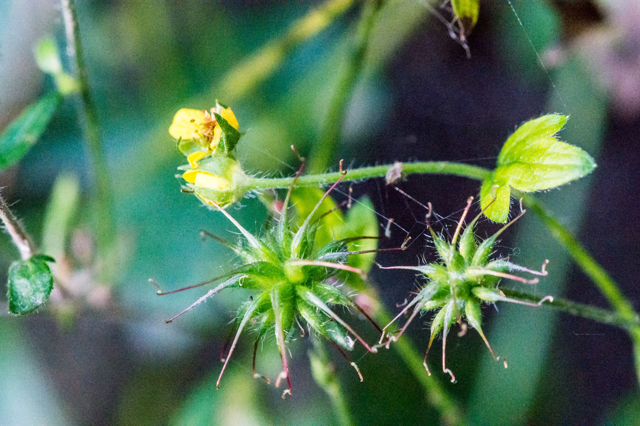 Nikon AF-S DX Micro-Nikkor 85mm F3.5G ED VR sample photo. Starflower photography