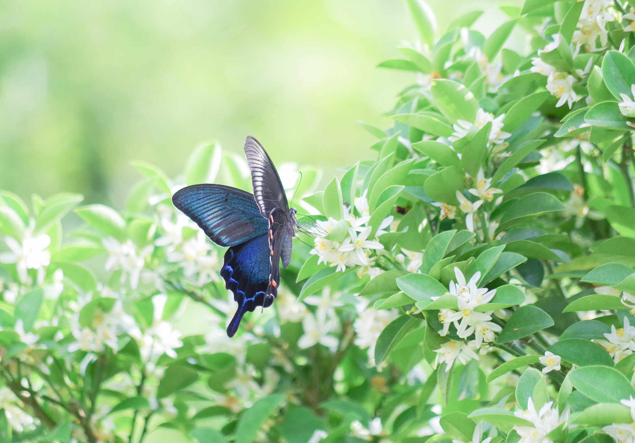 Pentax K-S2 sample photo. Butterfly photography