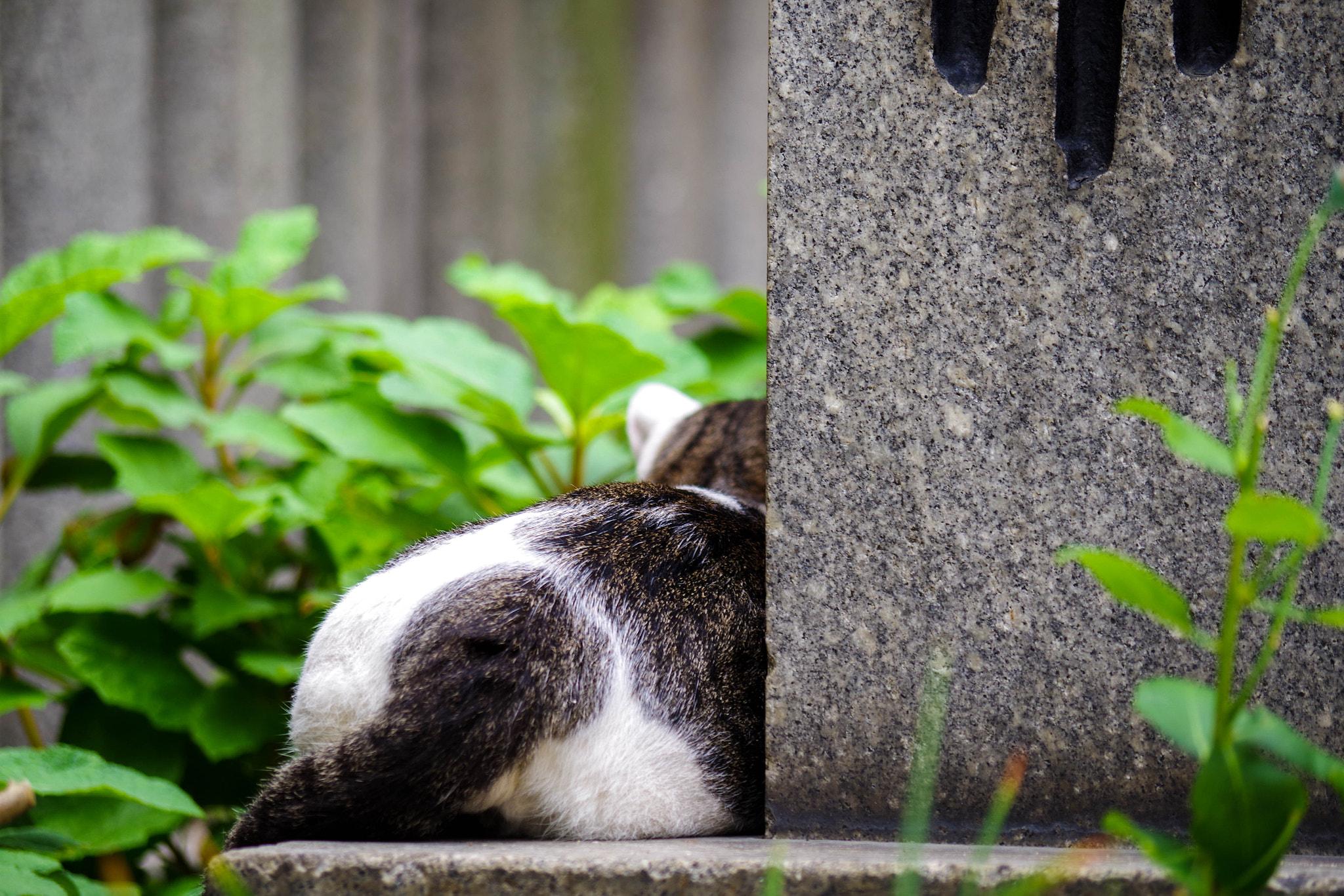smc Pentax-DA L 50-200mm F4-5.6 ED WR sample photo. 知らん顔 photography