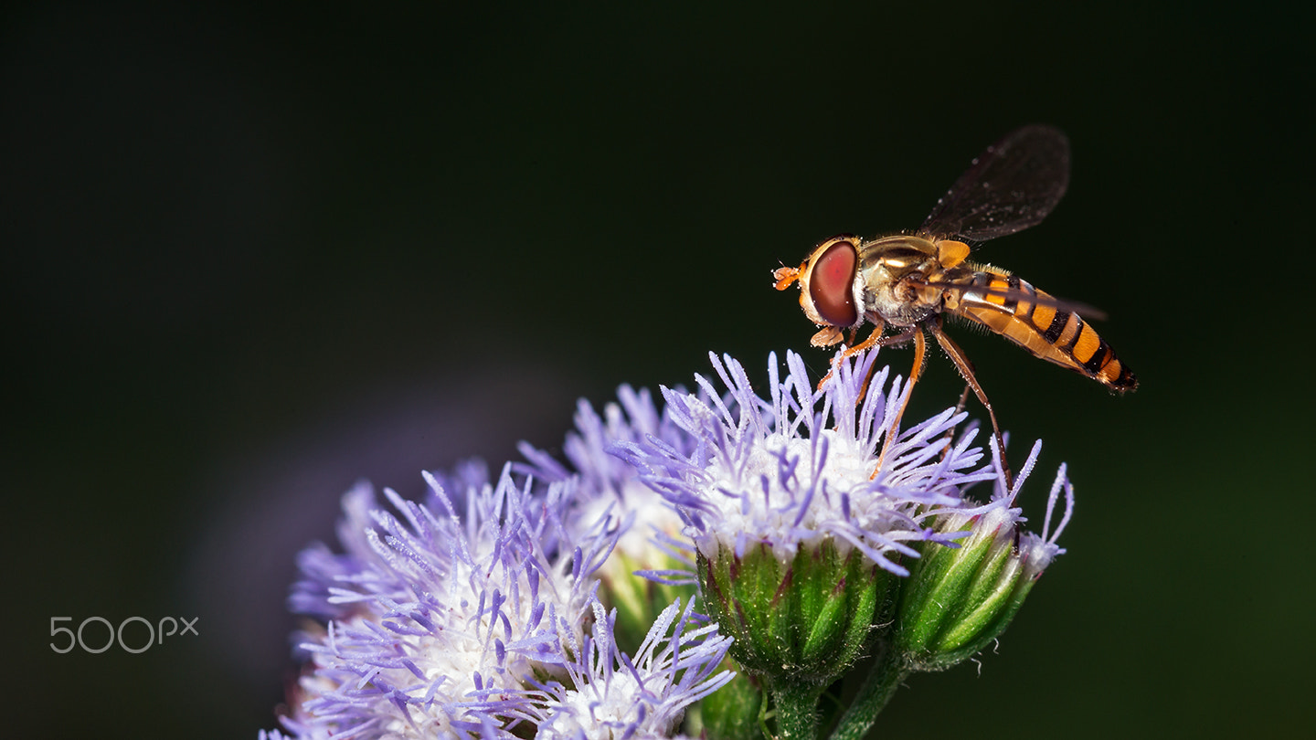 Sony a99 II + Sony 100mm F2.8 Macro sample photo. Syrphid fly photography