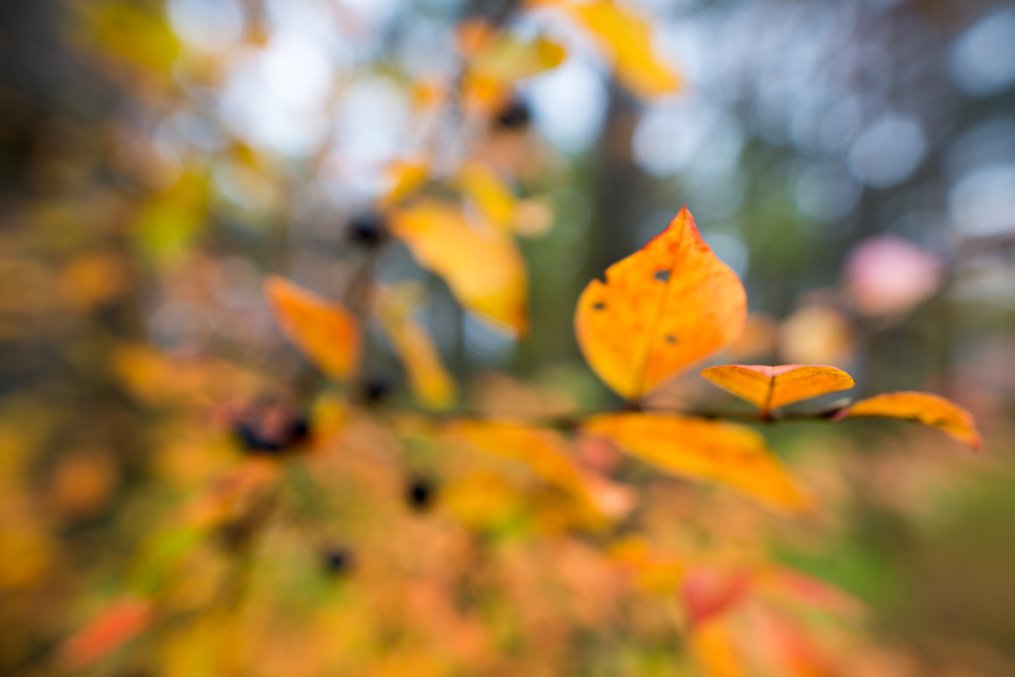 Nikon D600 + Nikon AF-S Nikkor 20mm F1.8G ED sample photo. Autumn defocused photography