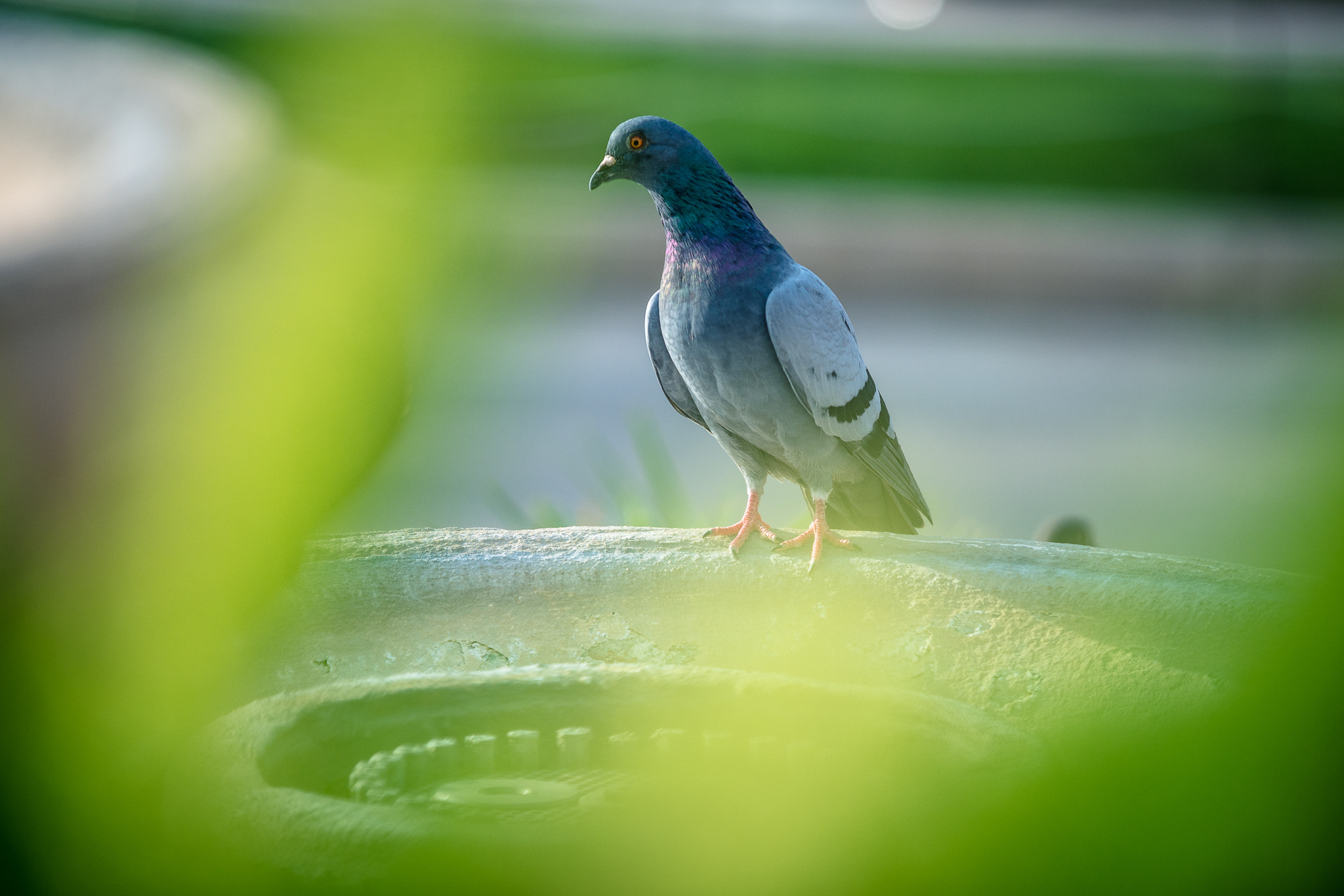 Nikon D7100 sample photo. Green pigeon photography