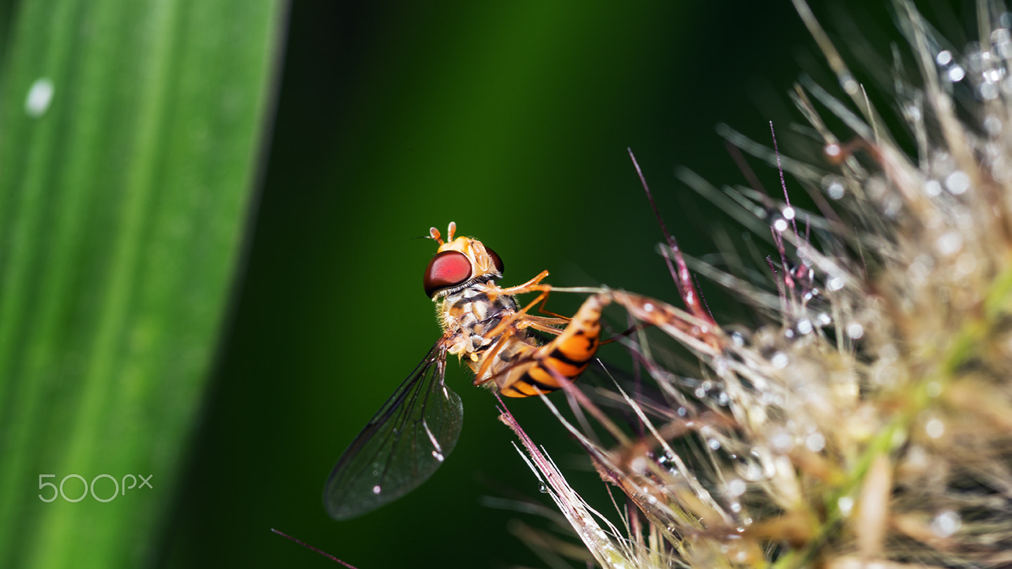 Sony a99 II + Sony 100mm F2.8 Macro sample photo. Syrphid fly photography