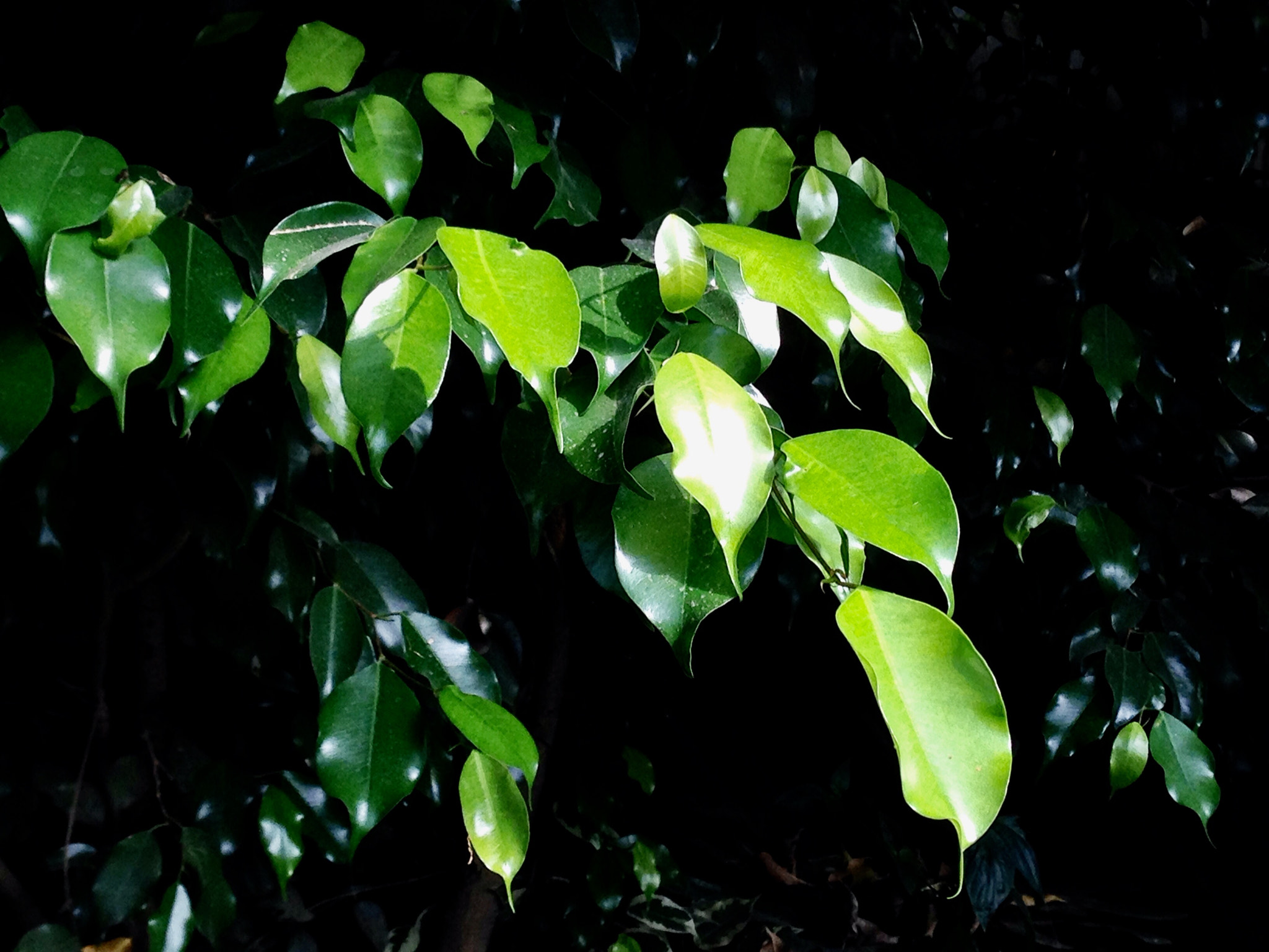 Apple iPhone5,2 sample photo. Leaves 叶 photography