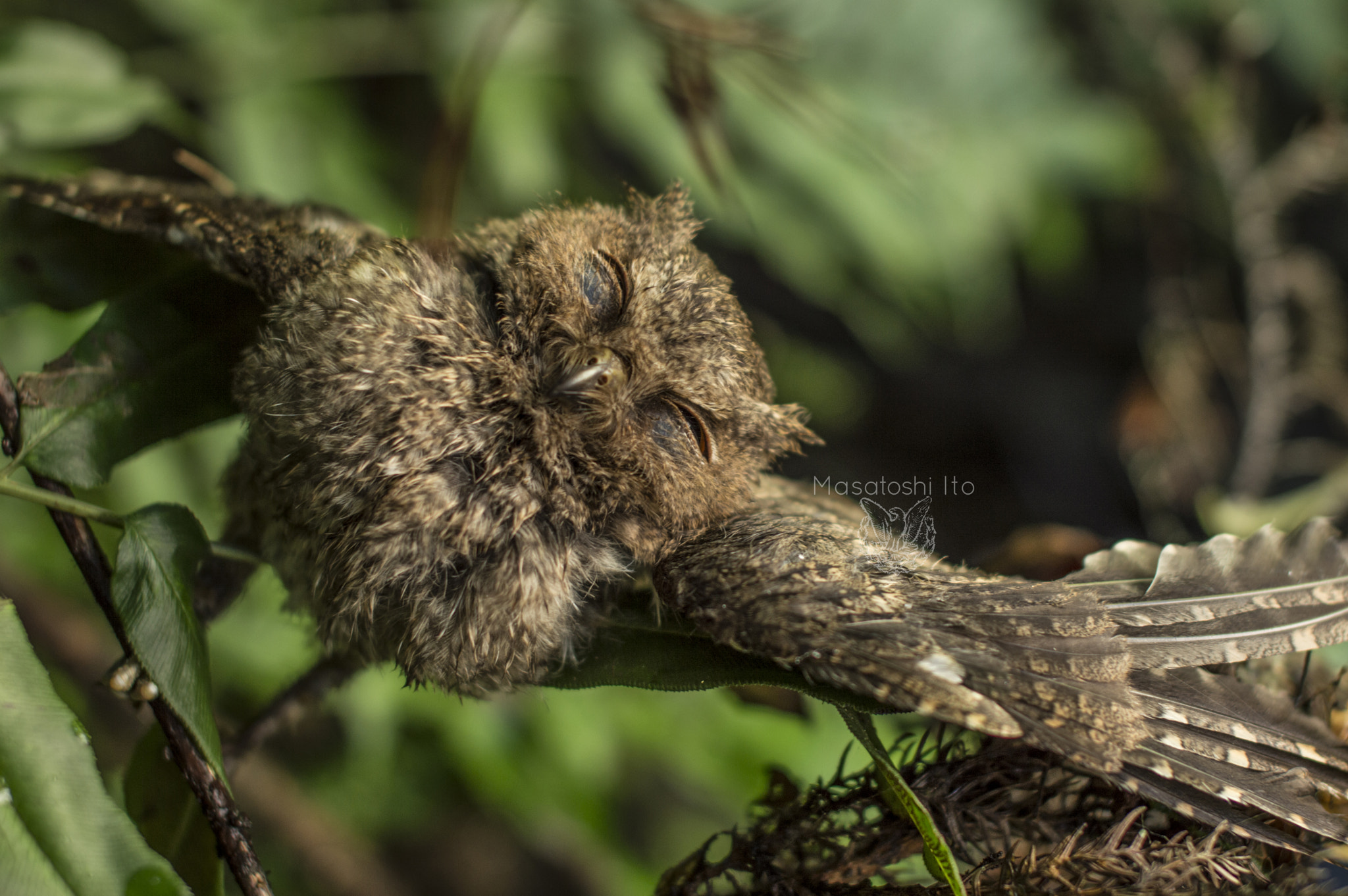 Nikon D3200 + Sigma 50mm F1.4 EX DG HSM sample photo. Strange sleep photography