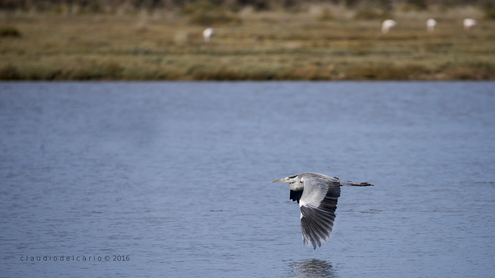 Sigma 150-600mm F5-6.3 DG OS HSM | S sample photo. Dsc photography