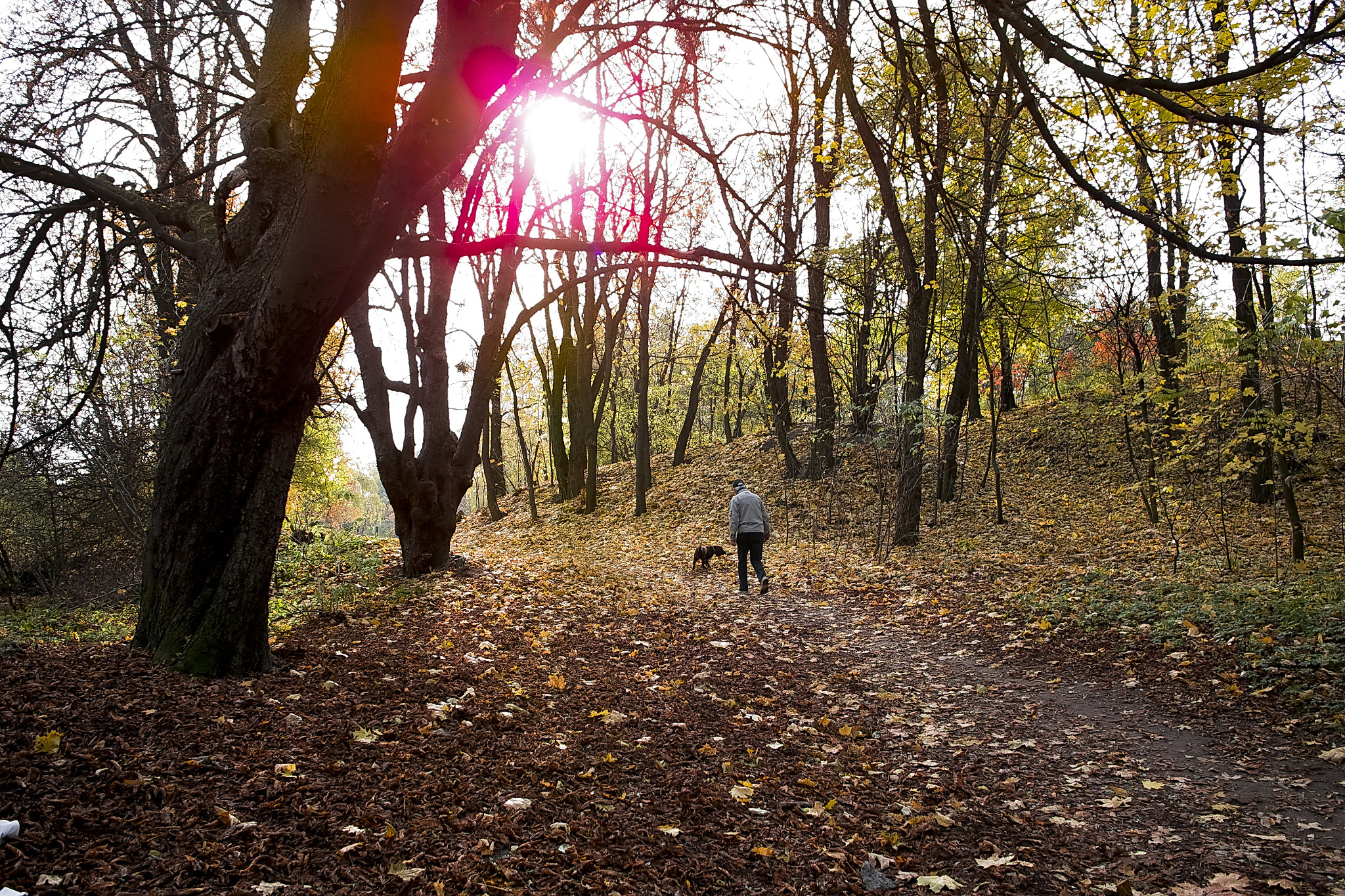 Sigma DP1 sample photo. Lviv nature photography