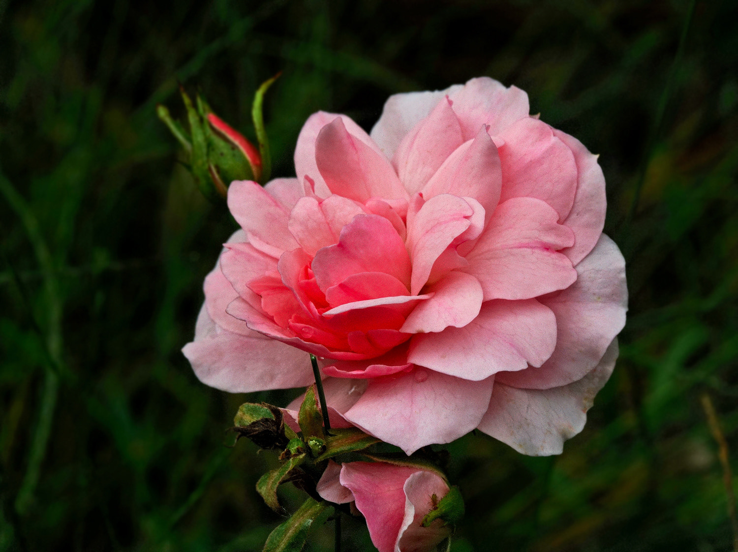 100mm F2.8 SSM sample photo. Fall rose photography