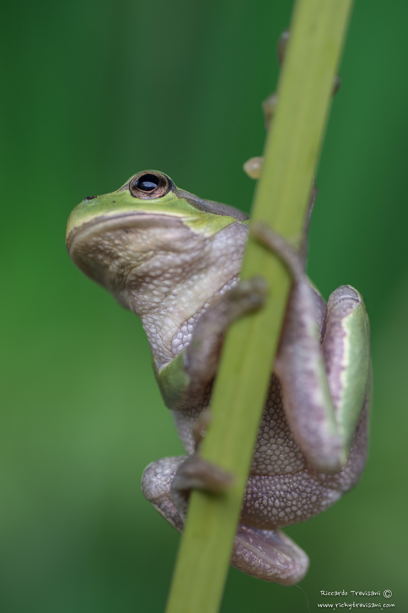 Nikon D4 sample photo. Little frog photography