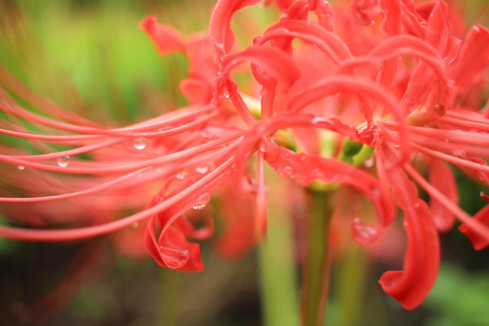 Canon EOS 700D (EOS Rebel T5i / EOS Kiss X7i) sample photo. 彼岸花/amaryllis photography