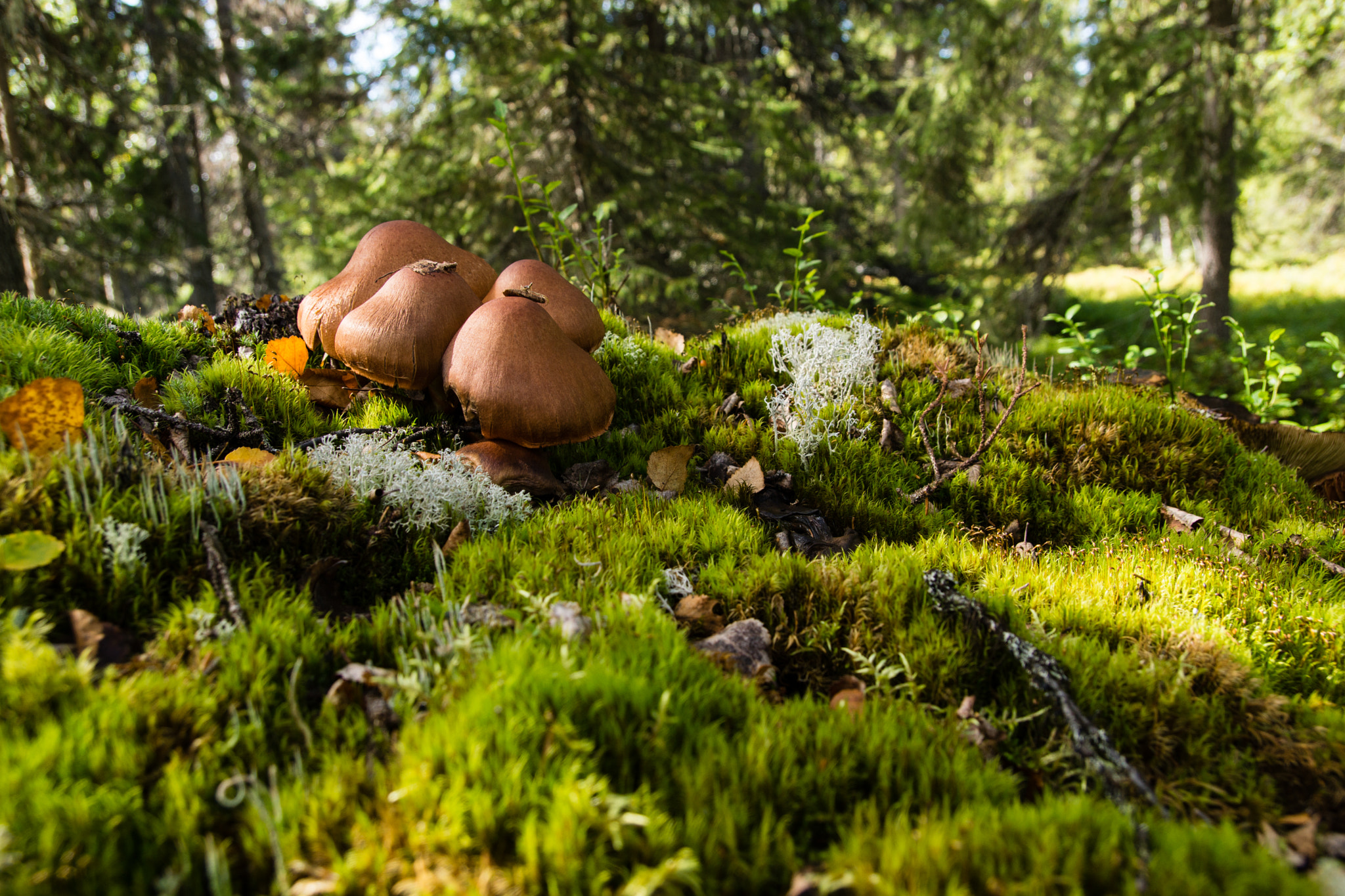 Sony SLT-A77 + Tamron SP AF 17-50mm F2.8 XR Di II LD Aspherical (IF) sample photo. Mushrooms photography