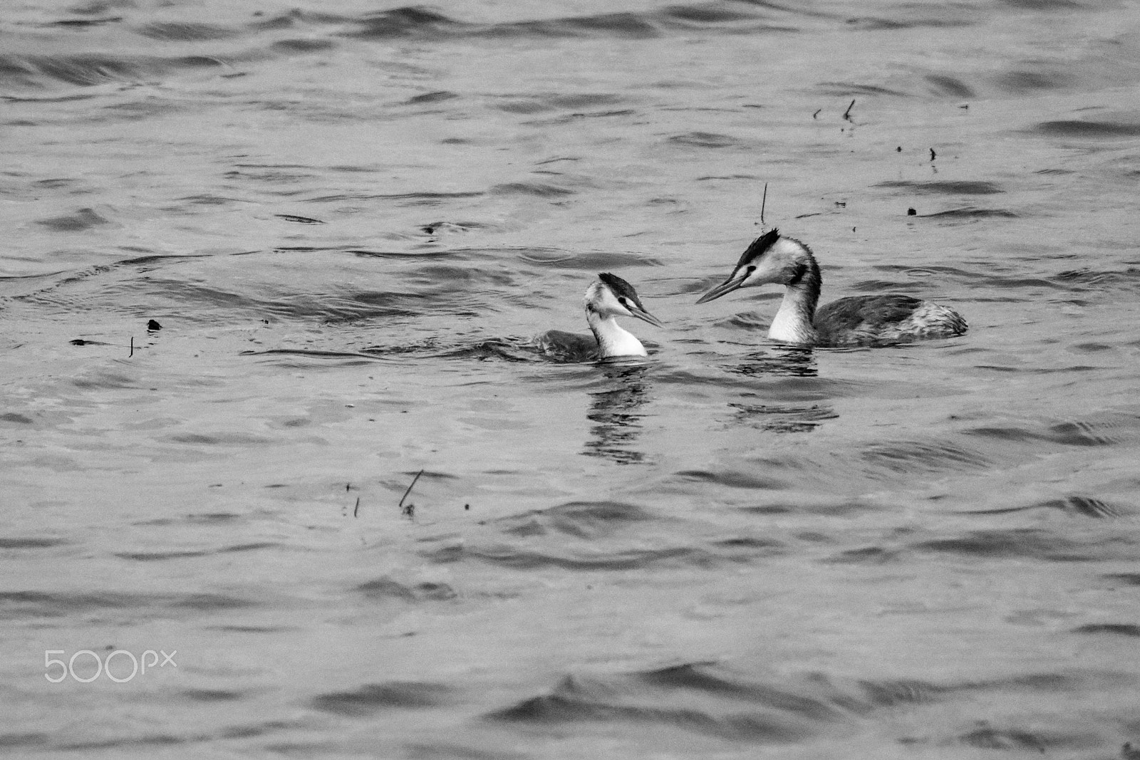 Tamron SP 150-600mm F5-6.3 Di VC USD sample photo. Great crested crebe photography