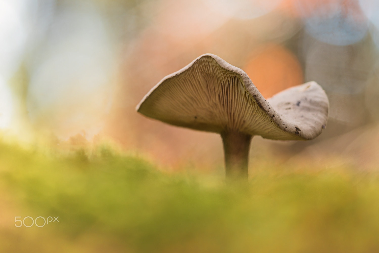 Nikon D500 + Sigma 150mm F2.8 EX DG Macro HSM sample photo. Magic is in the forest ii photography