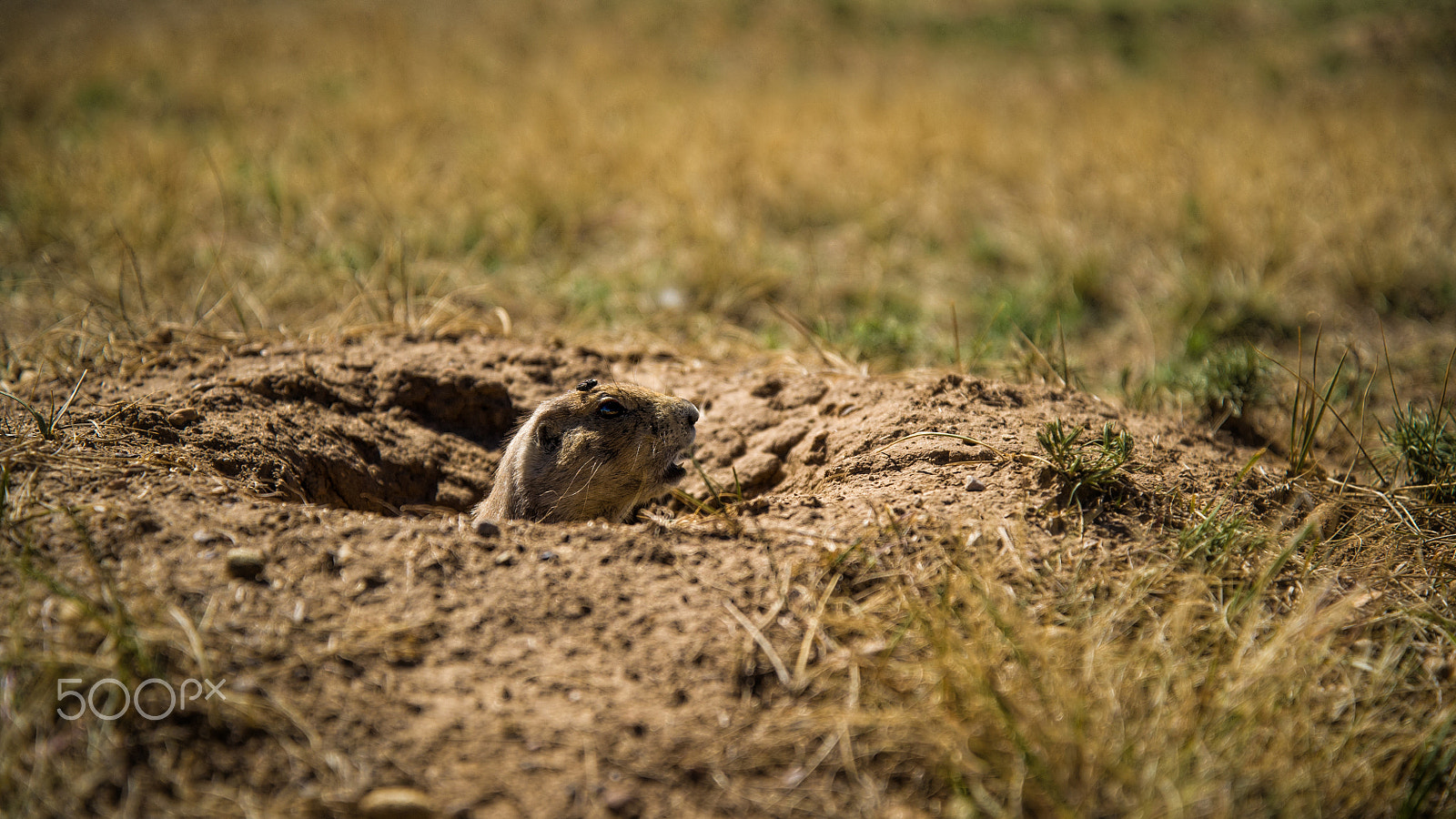 Nikon D3S sample photo. Home sweet home photography