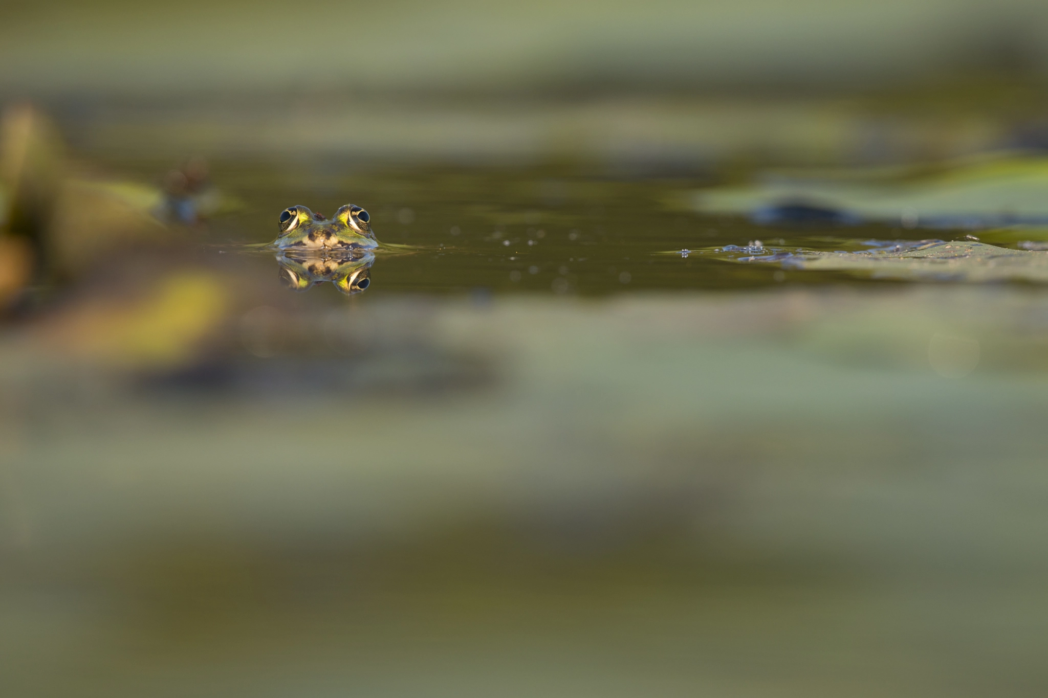 Nikon D800E + Nikon AF-S Nikkor 500mm F4G ED VR sample photo. Frog photography