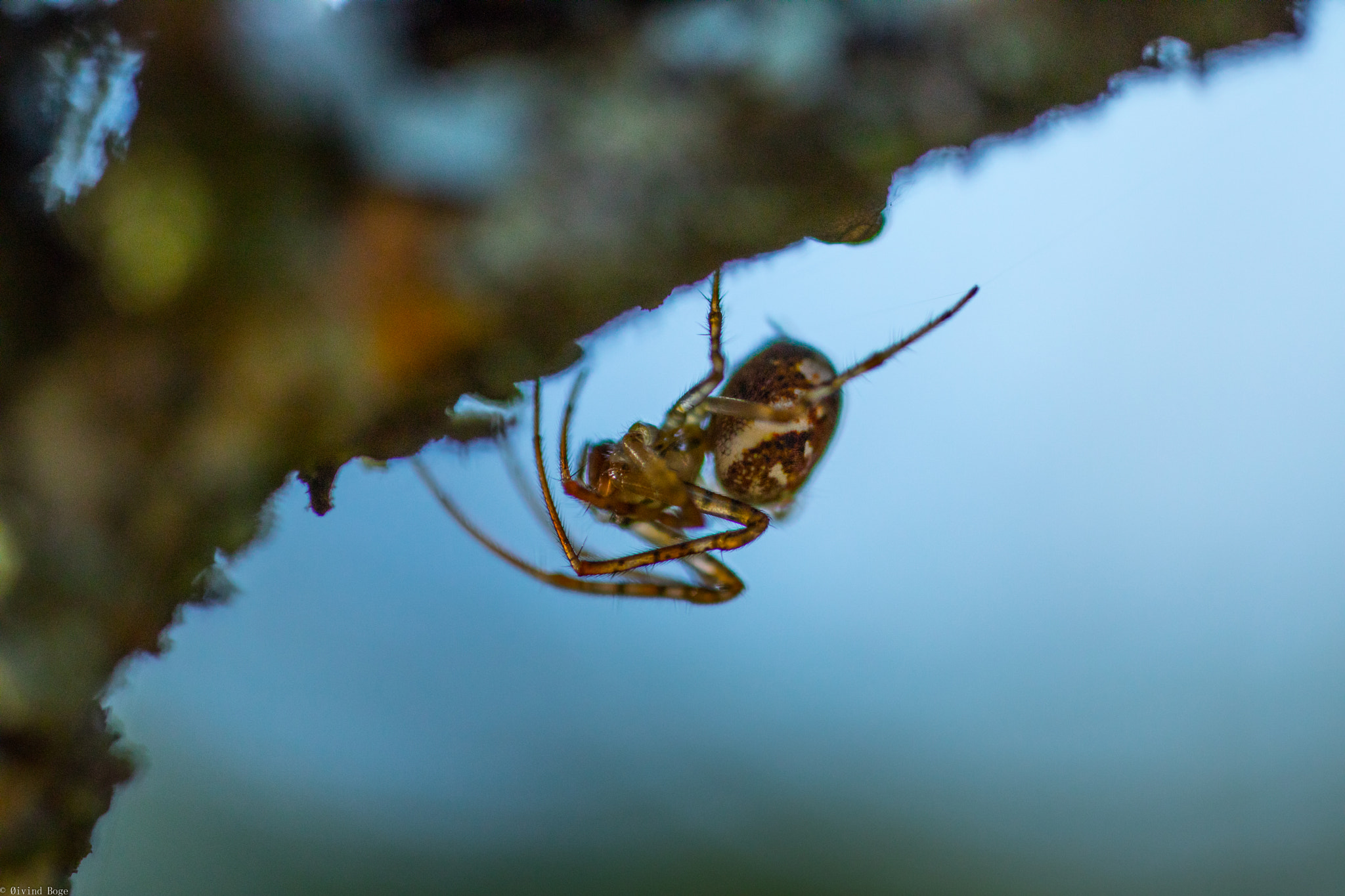 Canon MP-E 65mm F2.5 1-5x Macro Photo sample photo. Msa photography