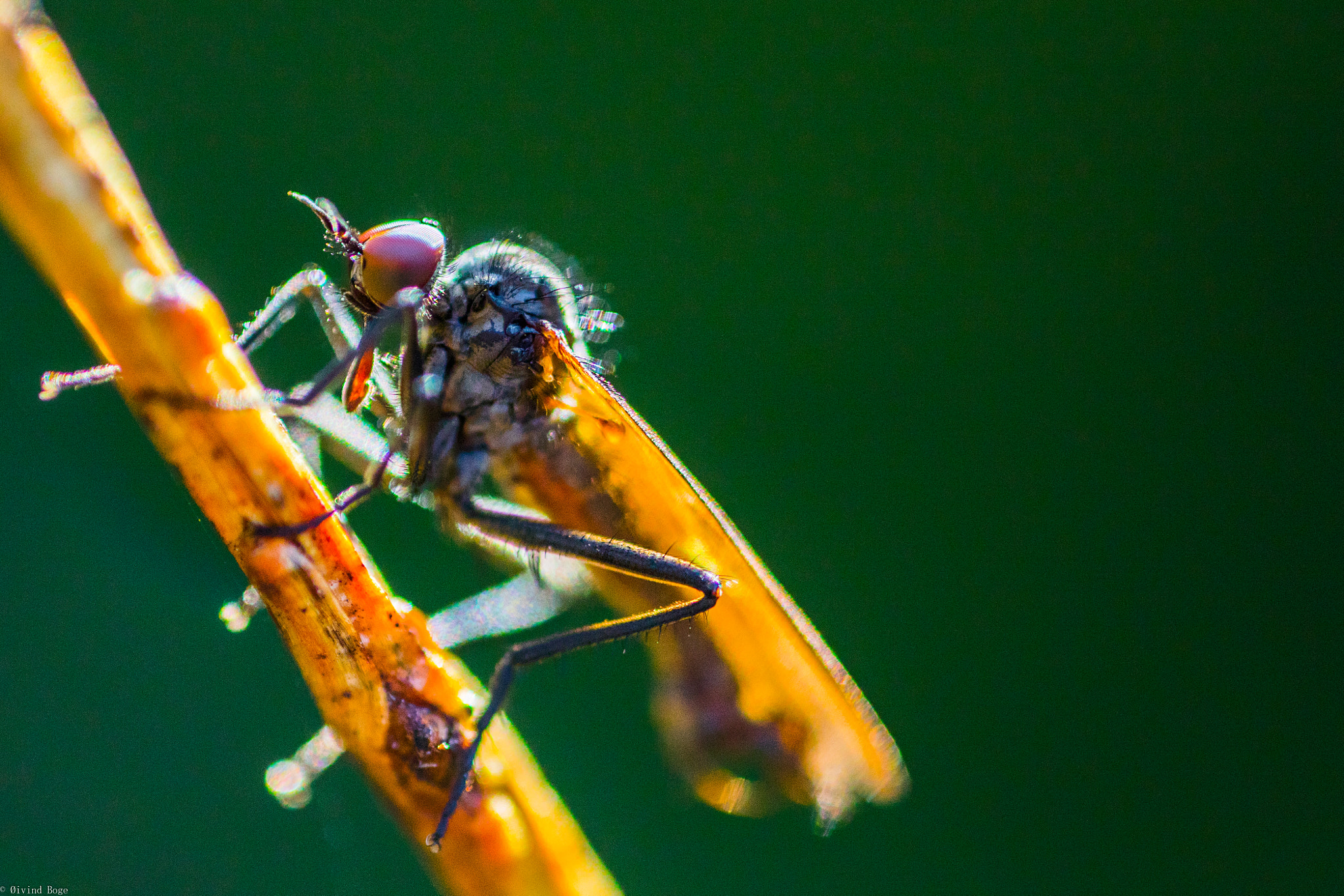 Canon MP-E 65mm F2.5 1-5x Macro Photo sample photo. Msa photography