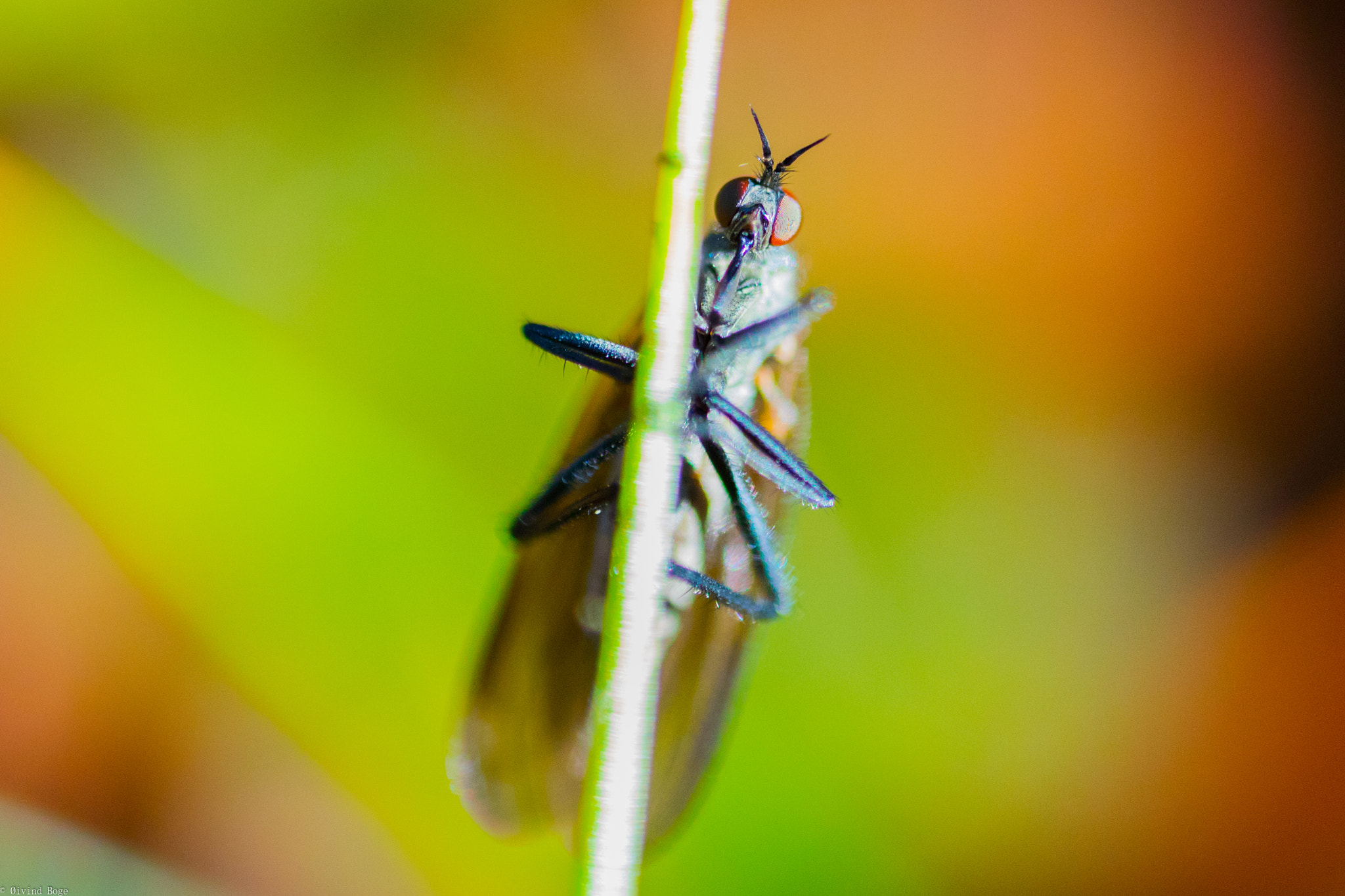 Canon MP-E 65mm F2.5 1-5x Macro Photo sample photo. Msa photography
