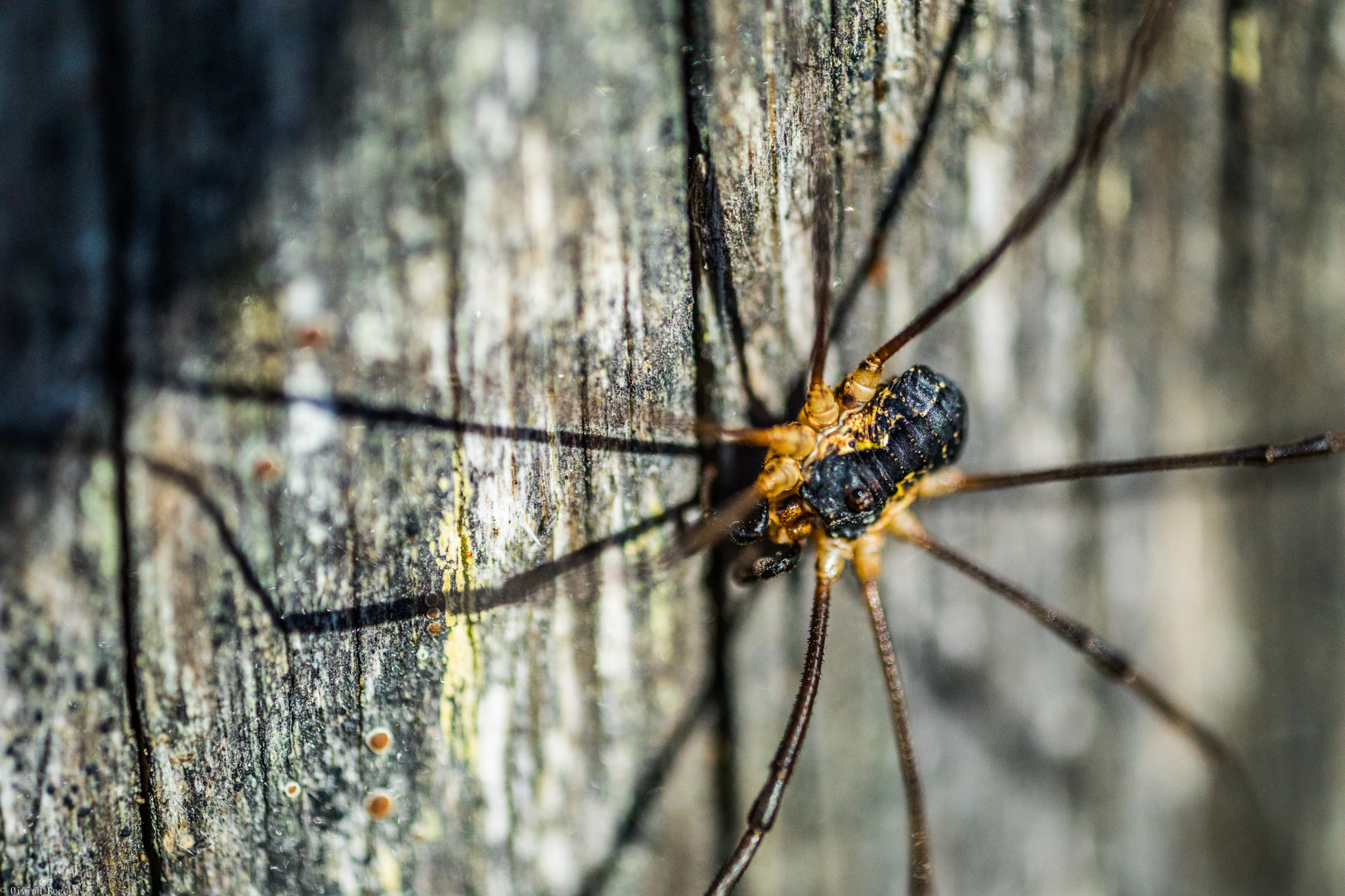 Canon MP-E 65mm F2.5 1-5x Macro Photo sample photo. Msa photography