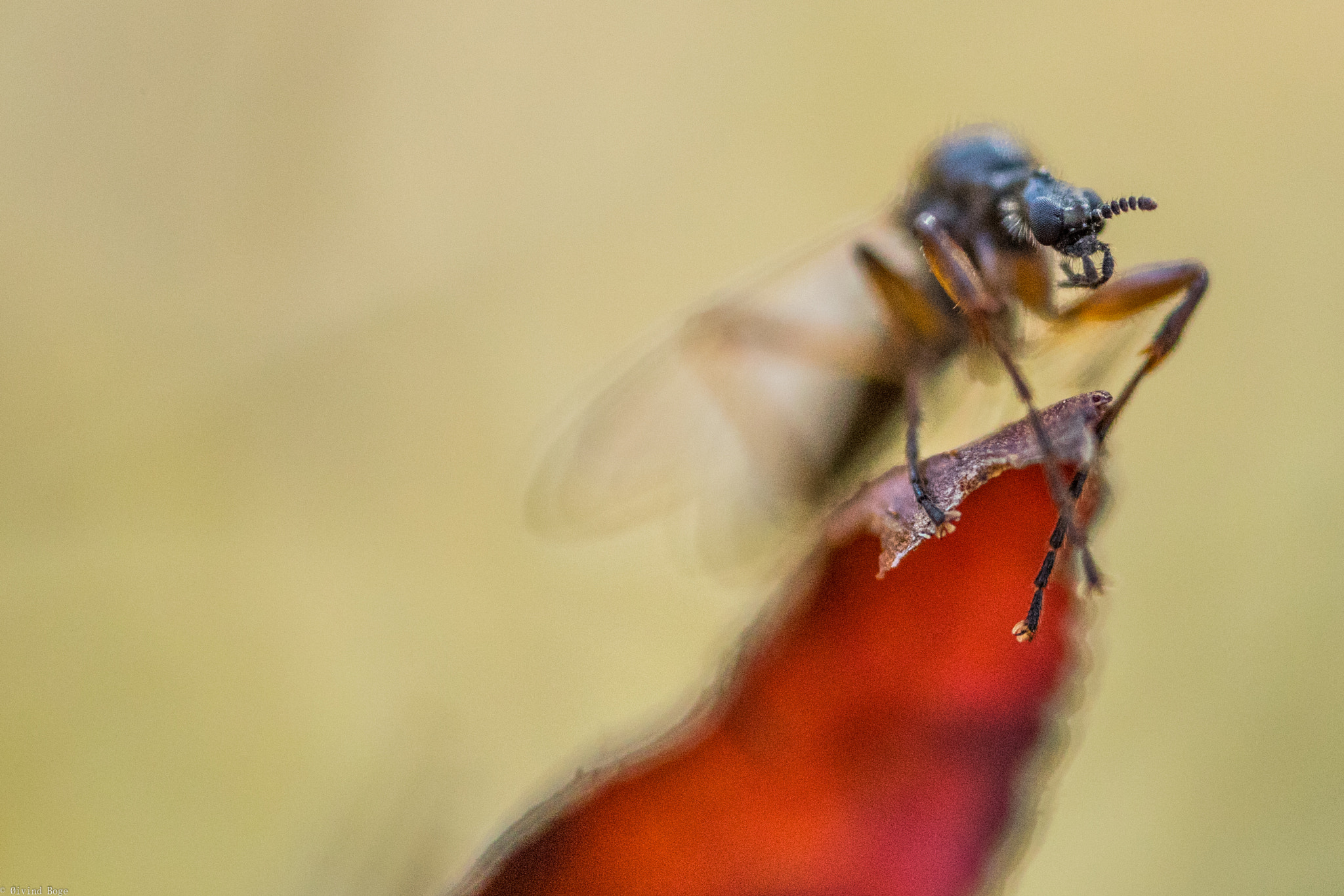Canon MP-E 65mm F2.5 1-5x Macro Photo sample photo. Msa photography