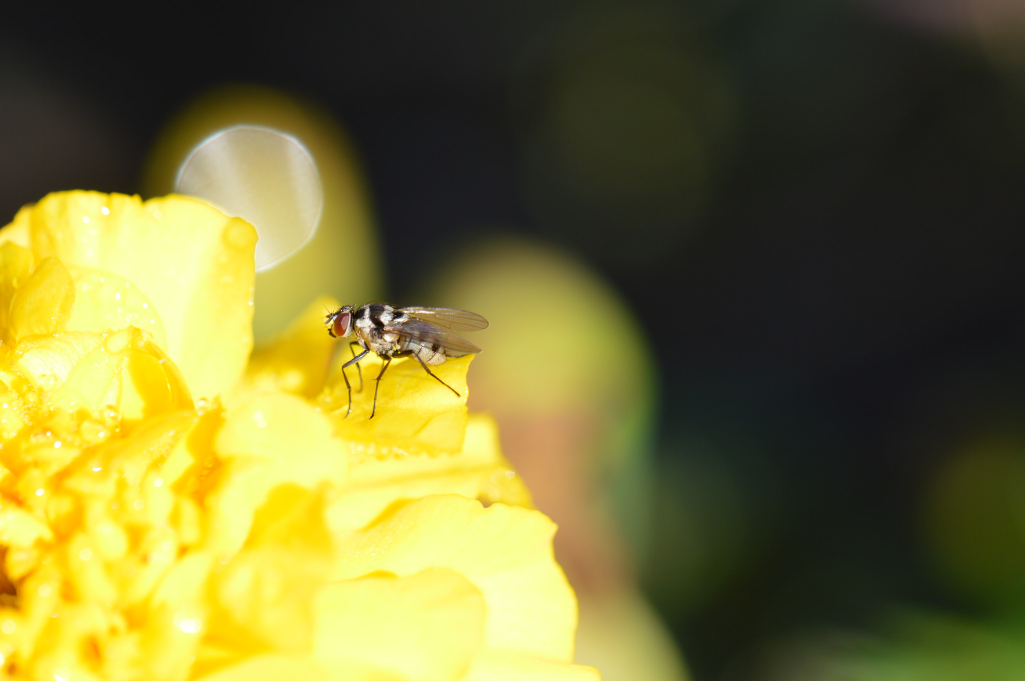 Nikon AF-S DX Micro-Nikkor 85mm F3.5G ED VR sample photo. Mouche photography