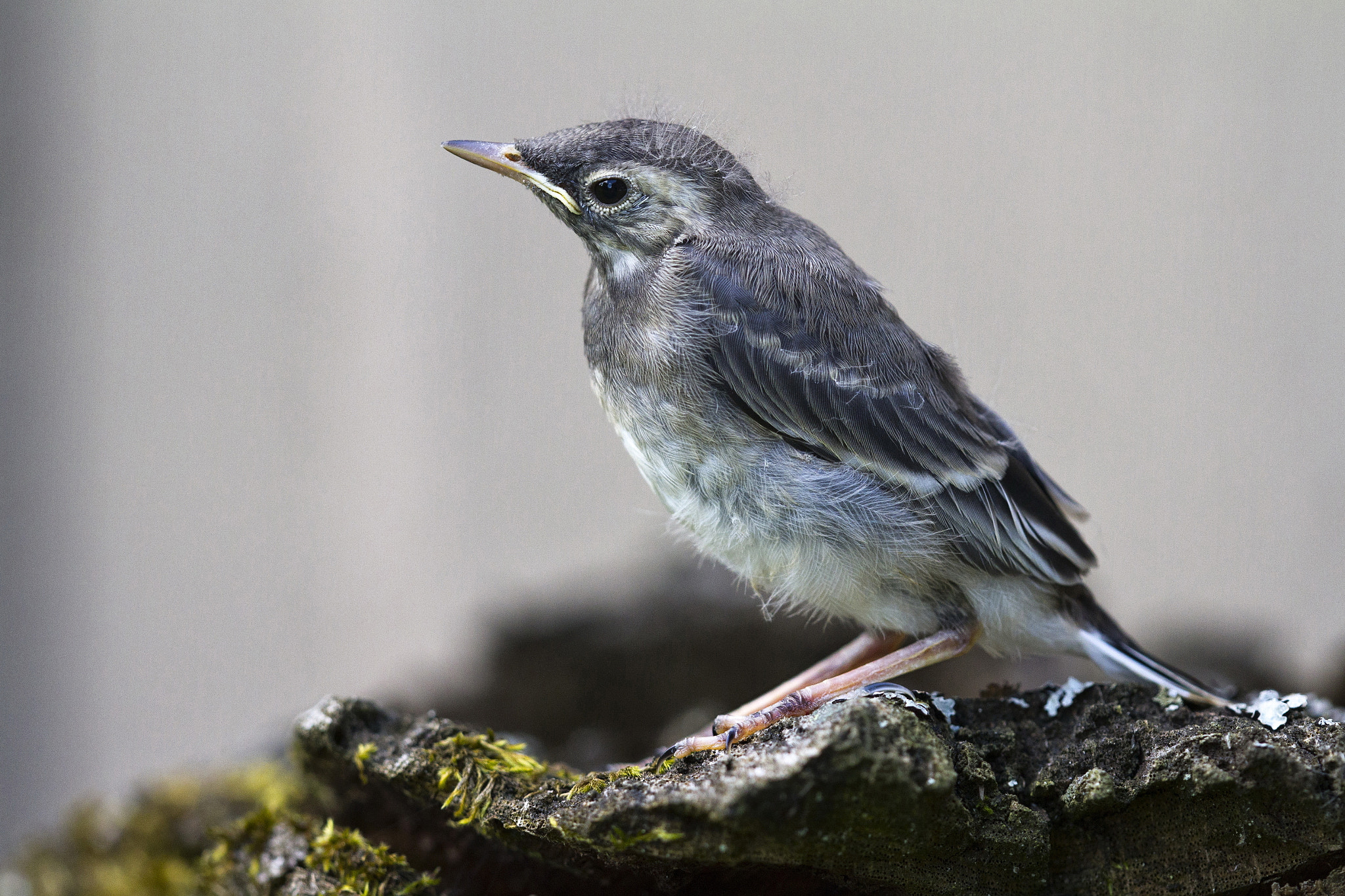 Canon EF 180mm F3.5L Macro USM sample photo. Greenhorn photography
