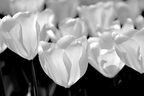 Nikon D4 sample photo. 花明り photography