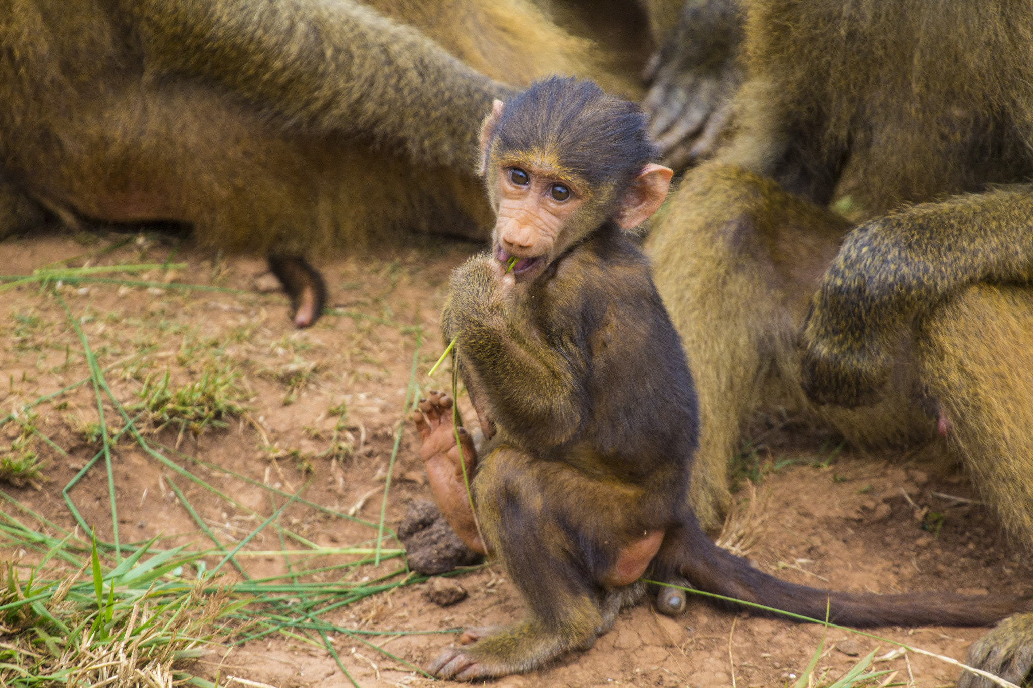 Canon EF 100-400mm F4.5-5.6L IS USM sample photo. Monkey photography