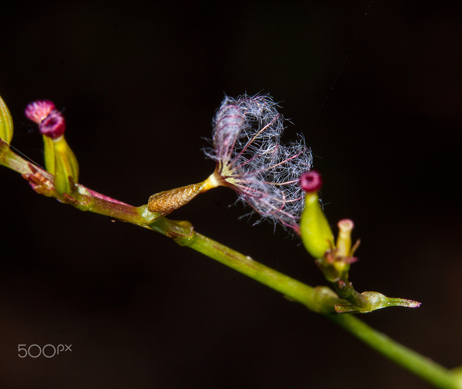 Sigma 105mm F2.8 EX DG OS HSM sample photo. Bud photography