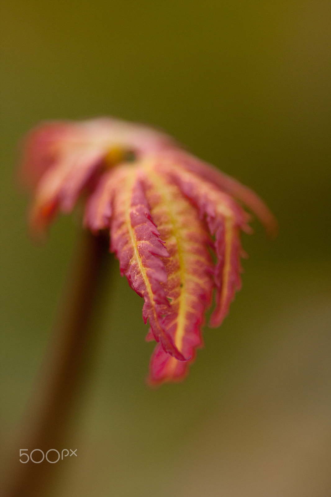 Sigma 105mm F2.8 EX DG OS HSM sample photo. Autumn leaf photography