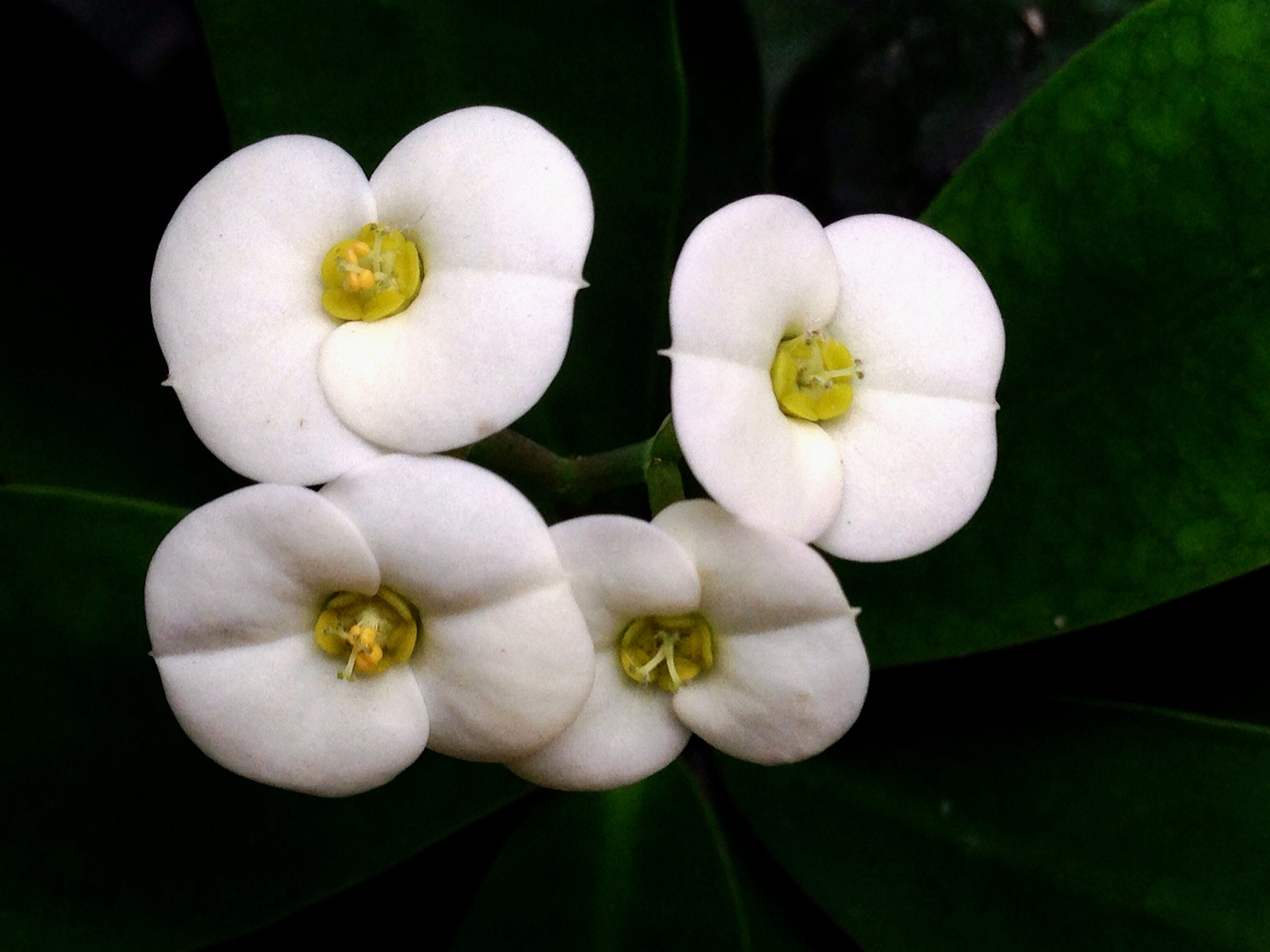 Apple iPhone5,2 sample photo. Euphorbia mili 虎刺梅（铁海棠） photography