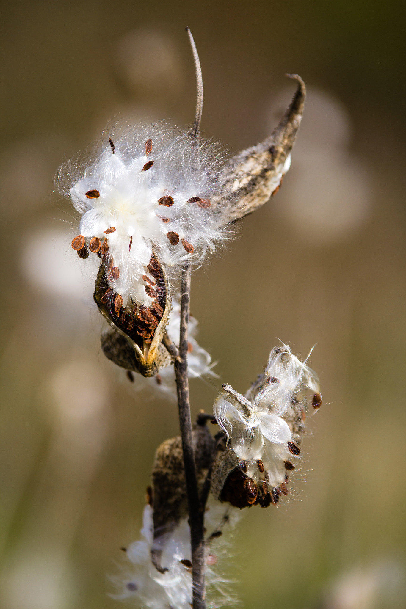 Sigma 70-200mm F2.8 EX DG OS HSM sample photo. Bring on the autumn! photography