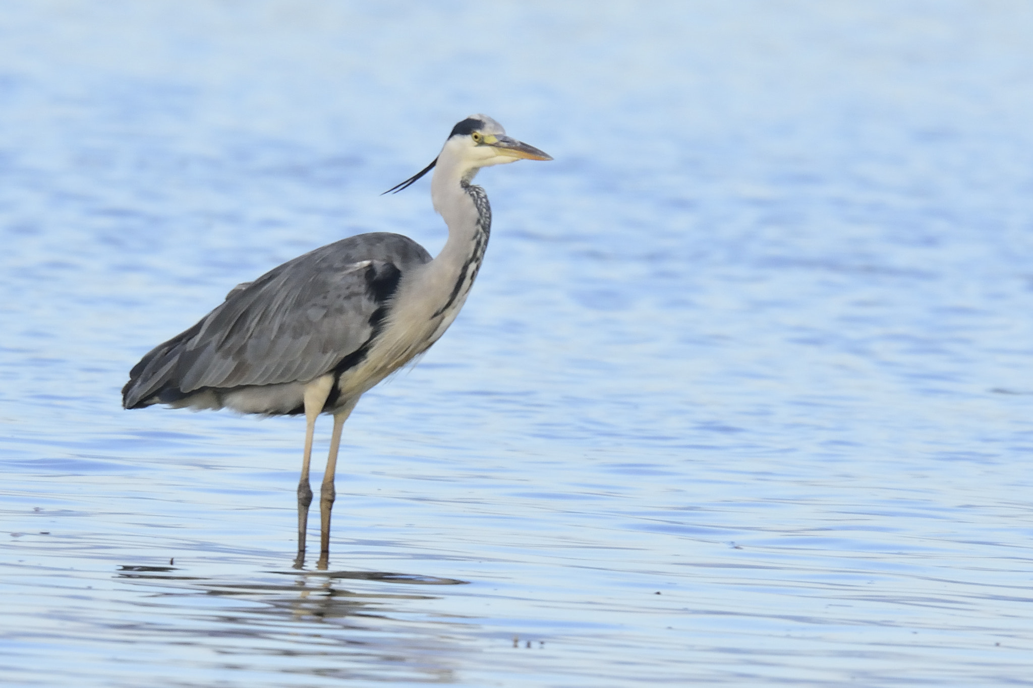 Sigma 150-600mm F5-6.3 DG OS HSM | S sample photo. Dsc photography